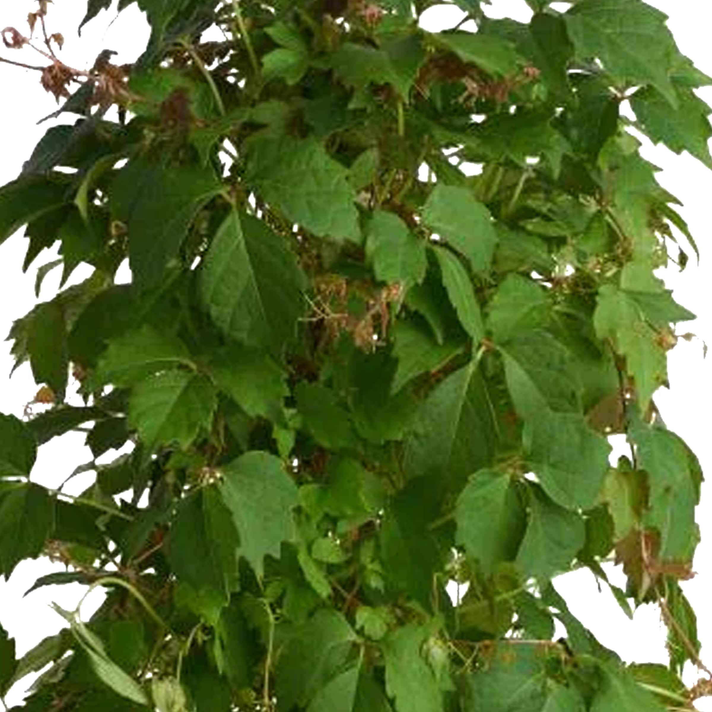 Lowe's NURSERY vines - View #2