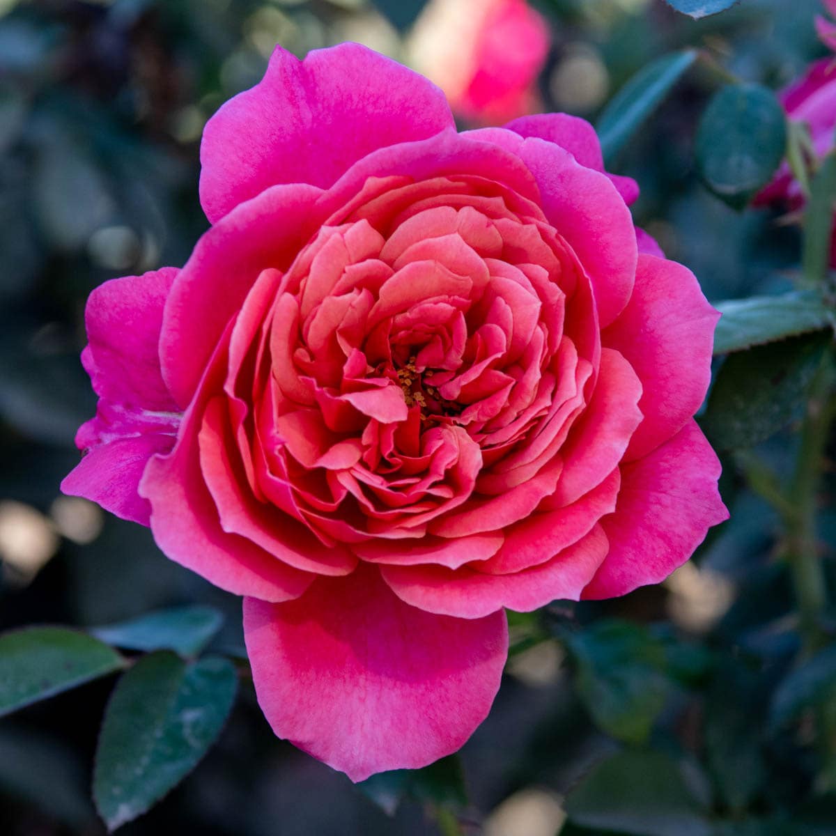 Spring Hill Nurseries 93479 roses - View #2
