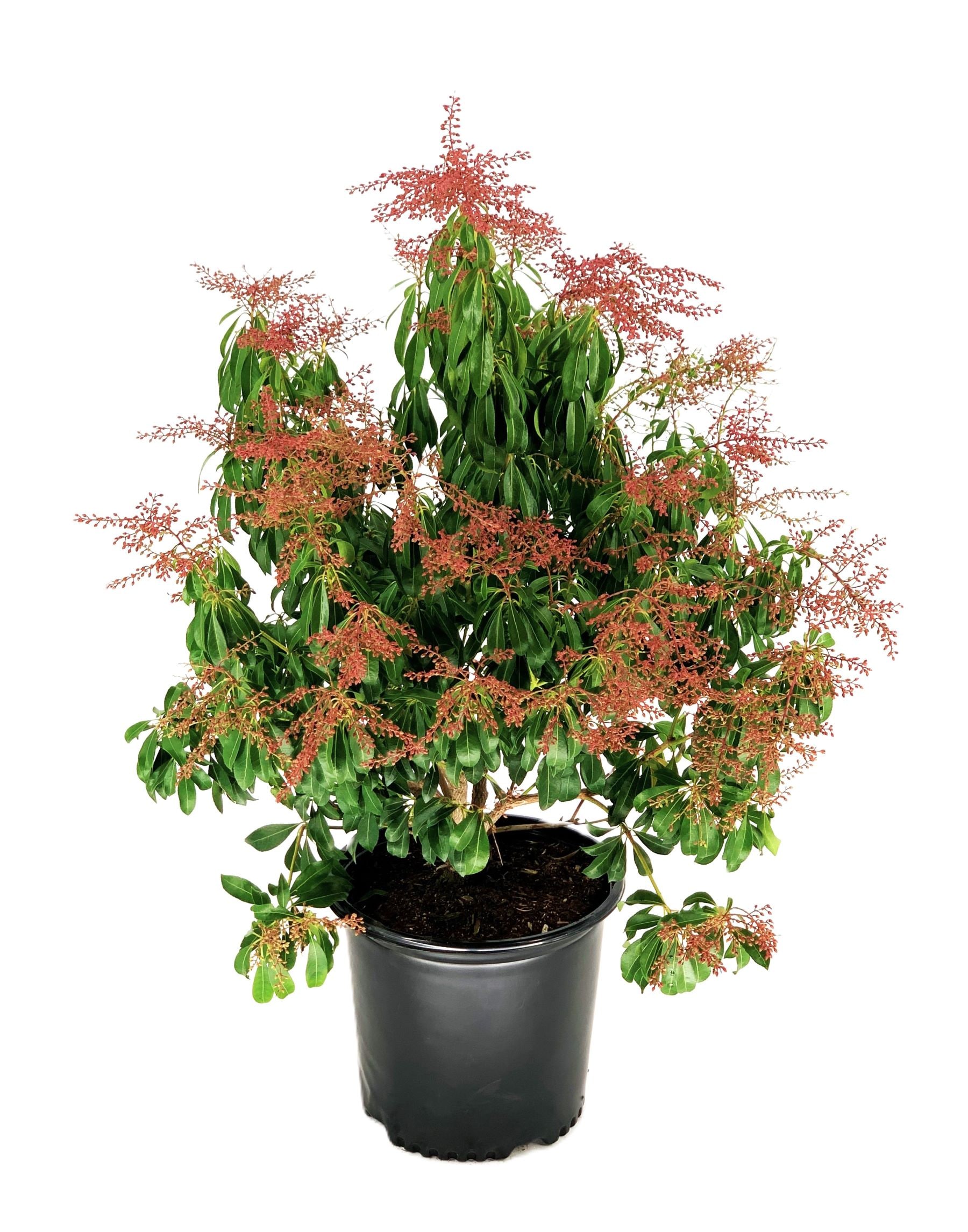  O595003 Valley Rose Pieris Flowering Shrub in 2.25 -Gallon Pot 1 -Pack