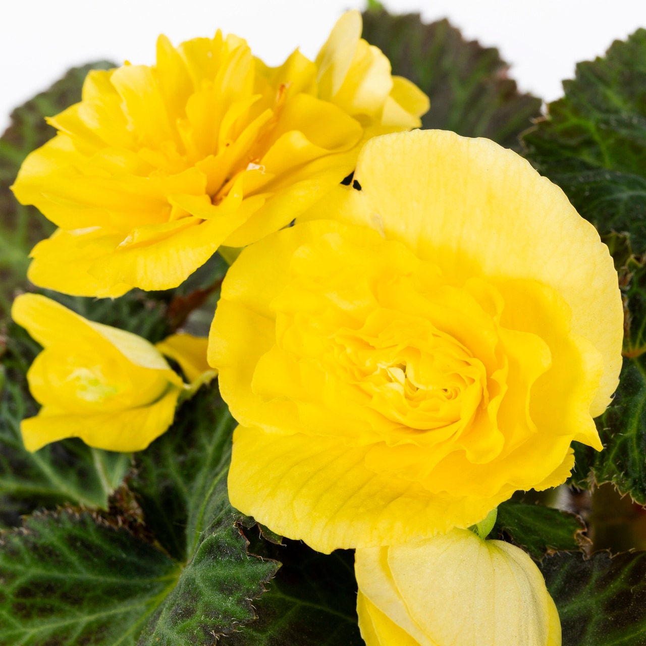 Monrovia 4838 annuals - View #2