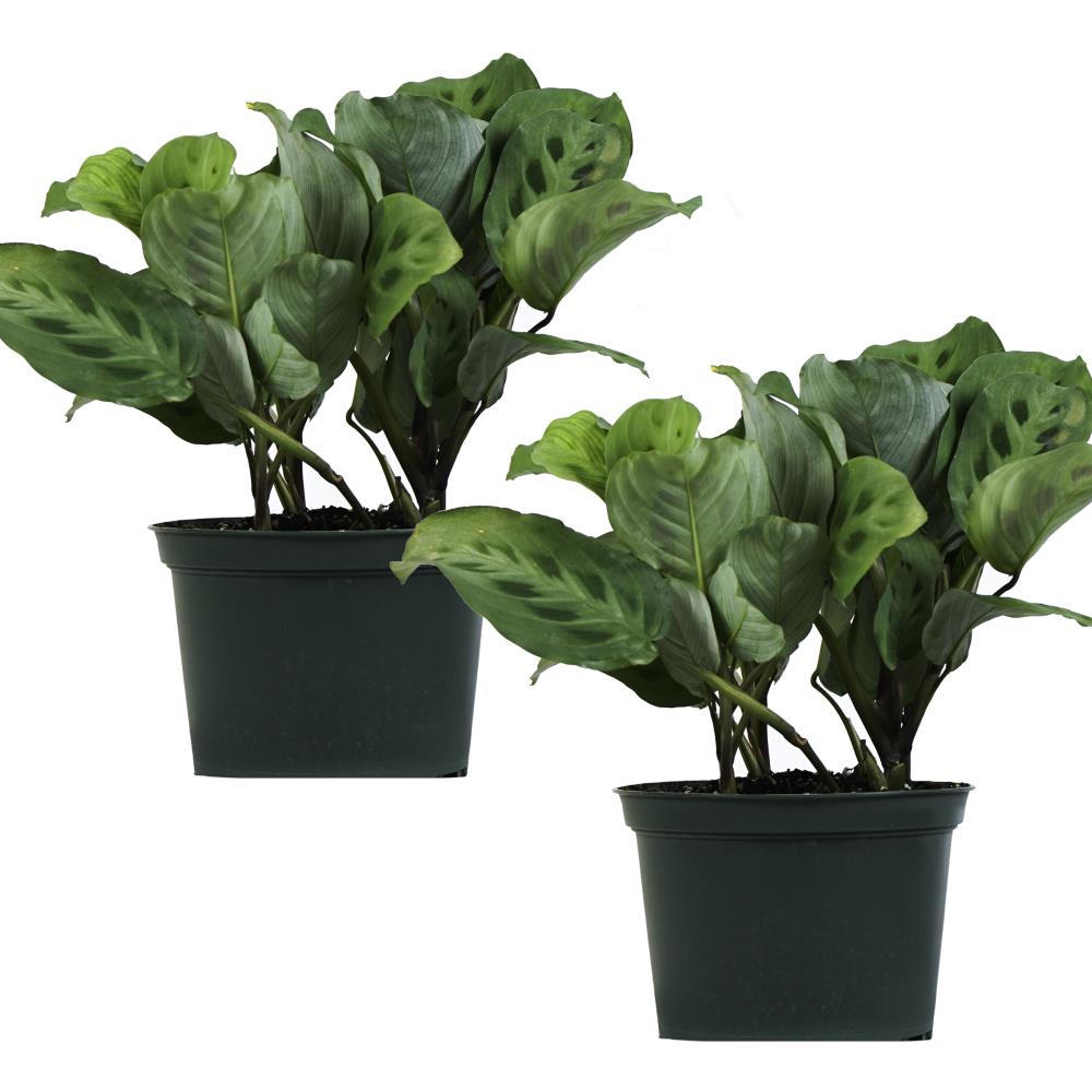 TropicalPlants.com ANFMAPRAY2PK06 6-in 2-Pack Green Jade Pothos in Plastic Pot