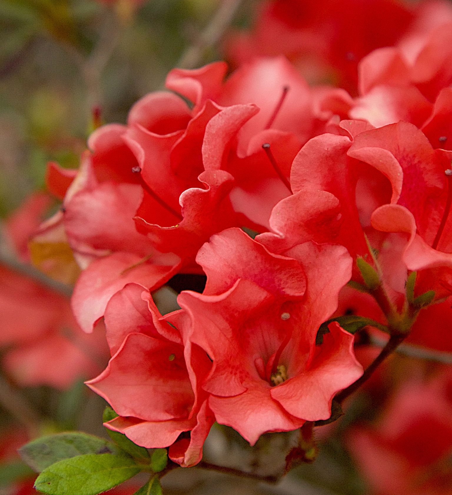 Encore Azalea 80381 shrubs - View #2