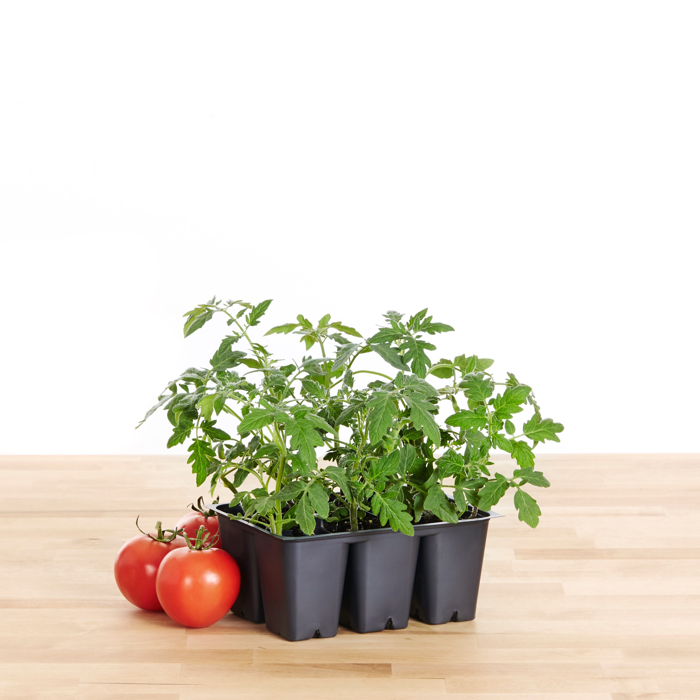 Lowe's NURSERY annuals - View #2