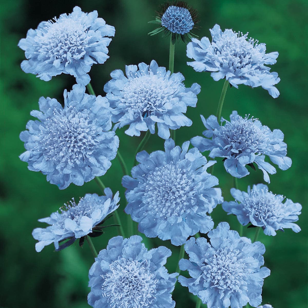 Fama Deep Blue Scabiosa Perennial Pincushion Flower Seeds | lupon.gov.ph