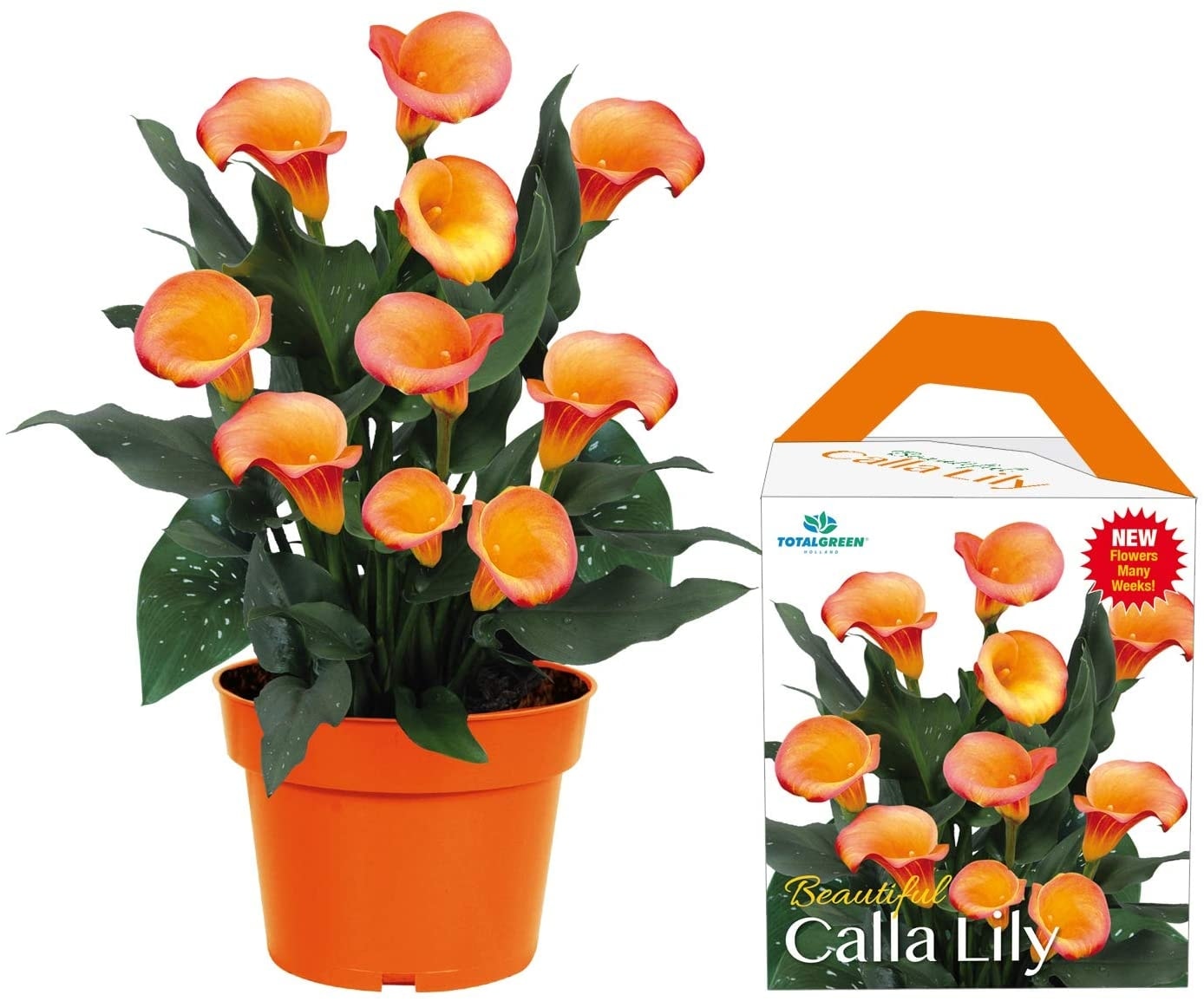 National Plant Network LW1636 Orange Orange Calla Lily Plant in 1 -Pack Bareroot
