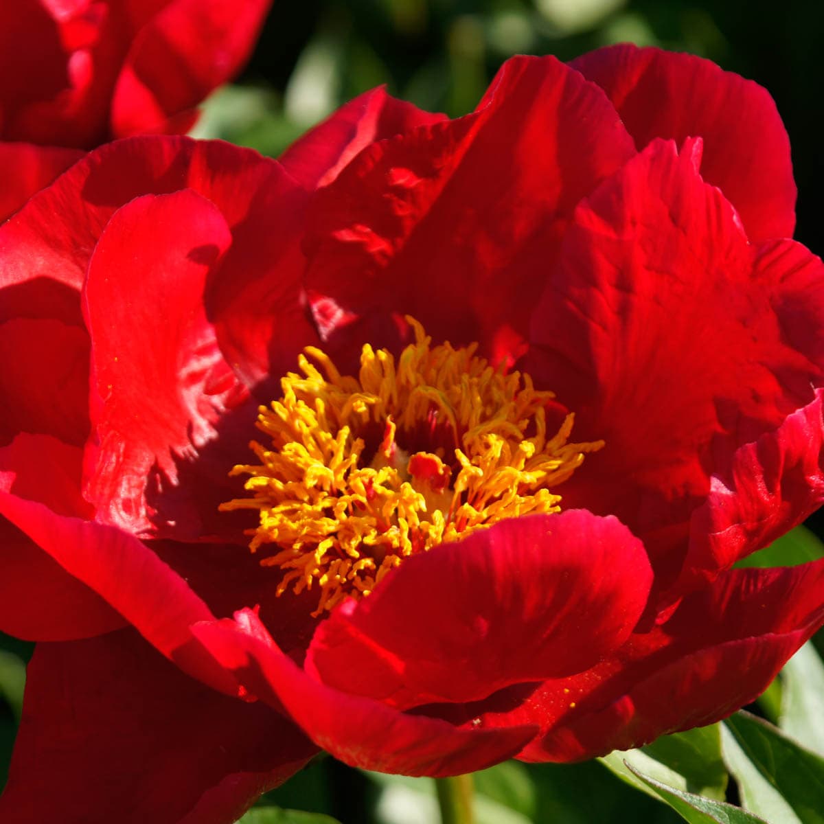 Spring Hill Nurseries 77111 Red Blaze Peony Perennial Plant in 1-Pack Bareroot