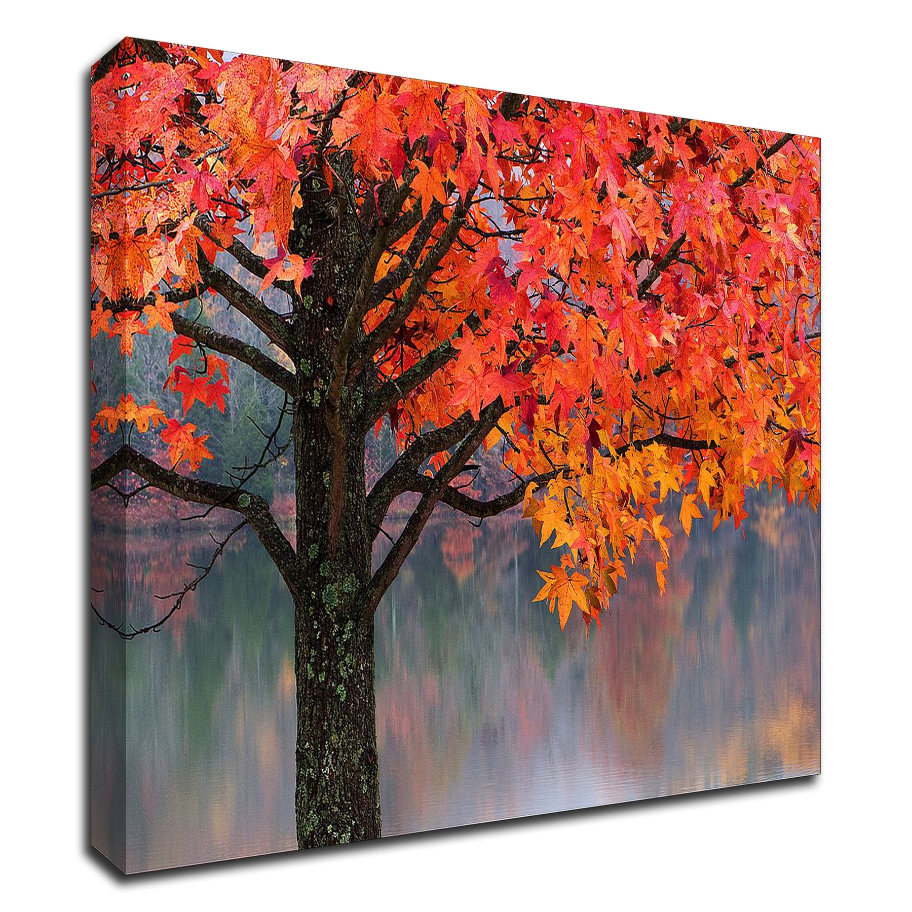 Tangletown Fine Art 8H1532DC-1814 Sweet Gum David Hammond 14-in H x 18-in W Photography Print on Canvas