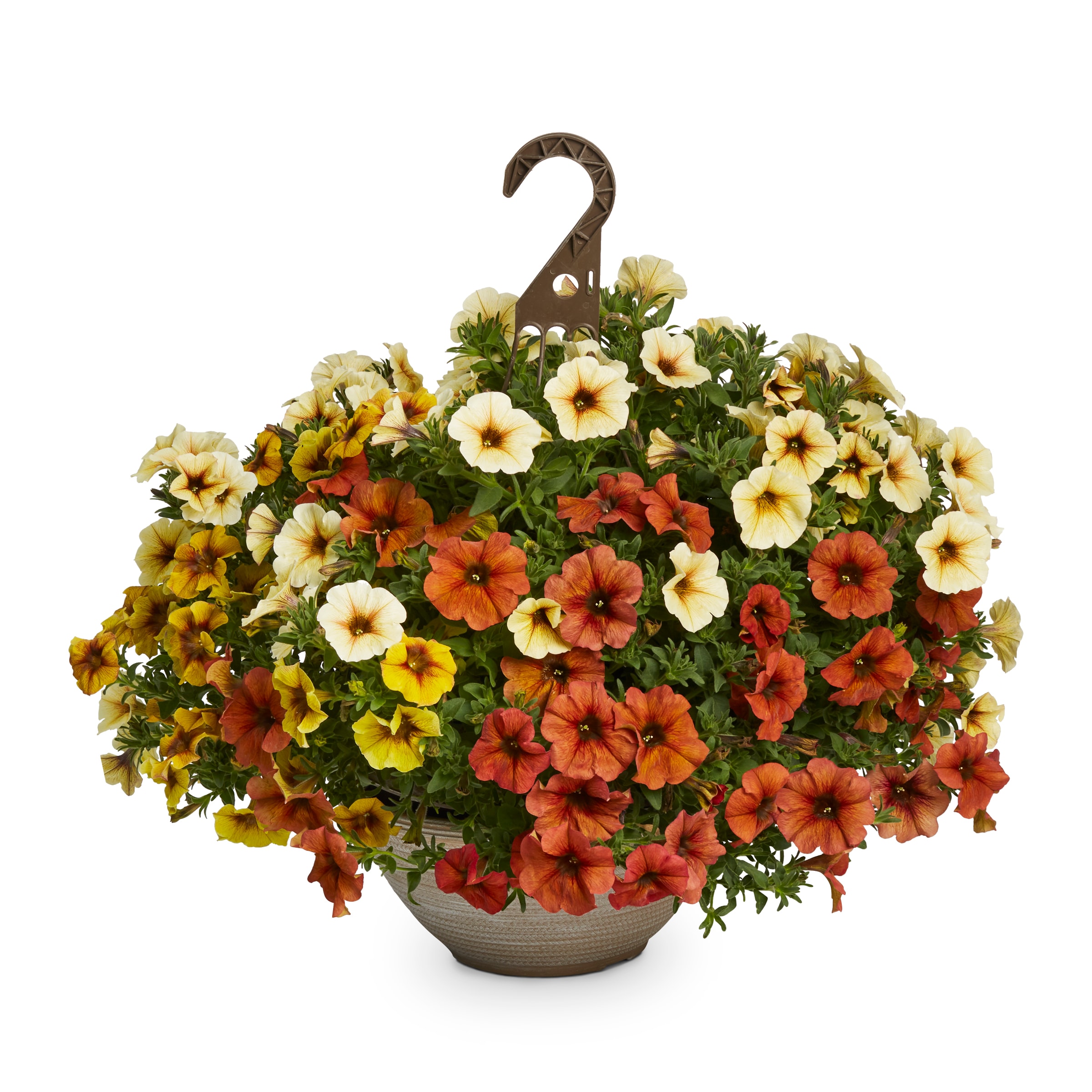 Lowe's NURSERY Multicolor Bonfire in 2 Gallon(s) Planter