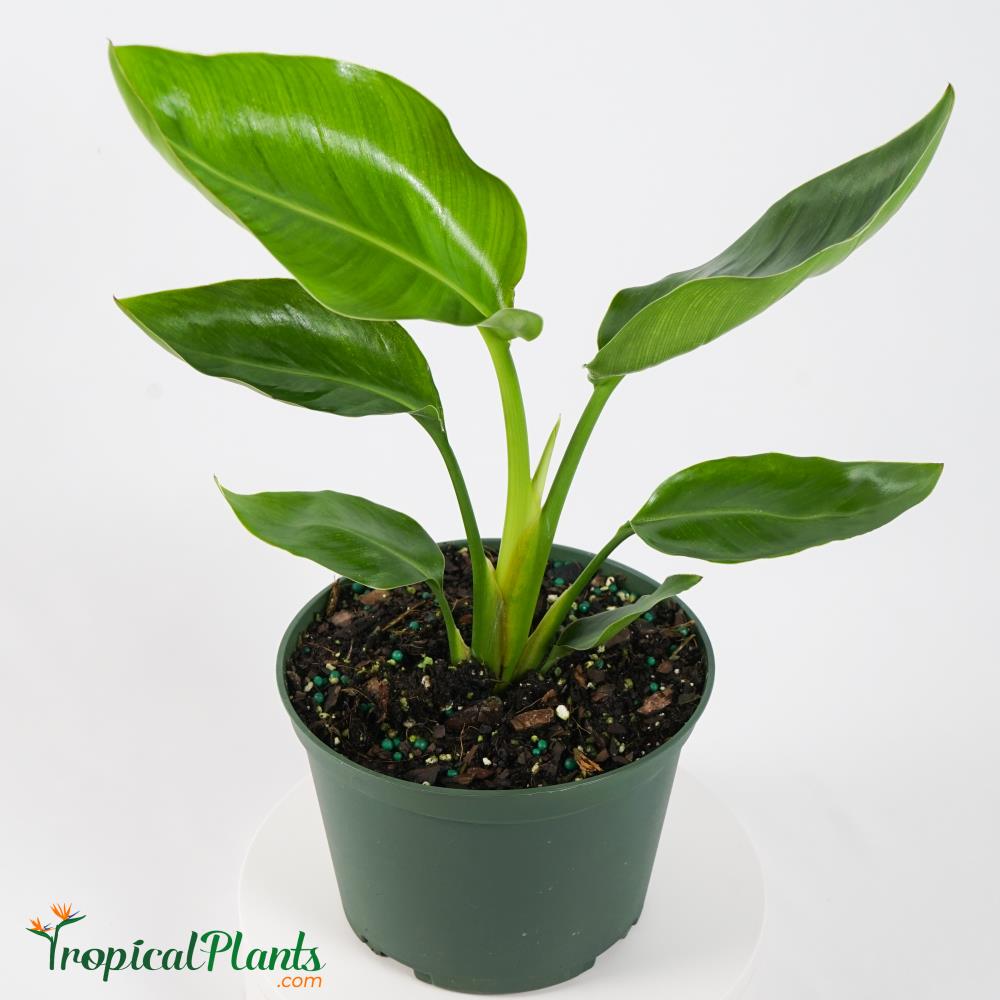 TropicalPlants.com ANCSTRWHIGRP06 6-in Bird Of Paradise in Plastic Pot
