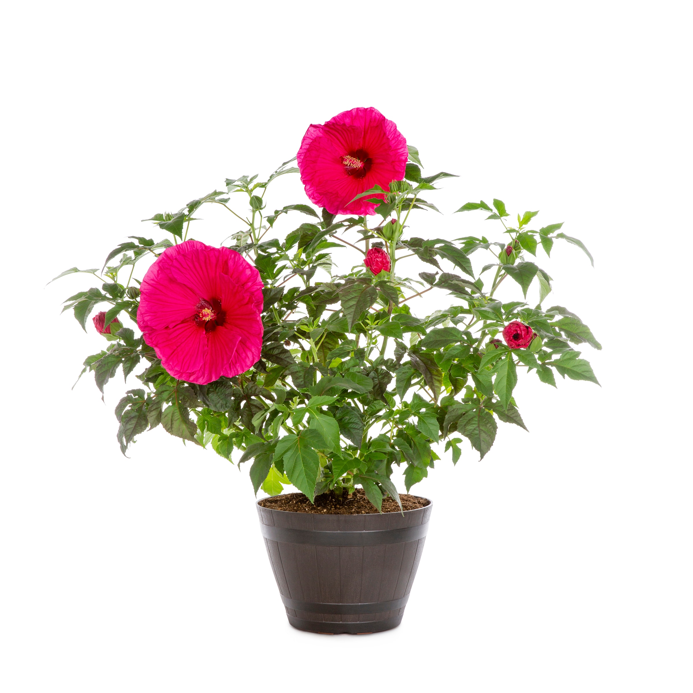 Hibiscus Perennials at Lowes.com