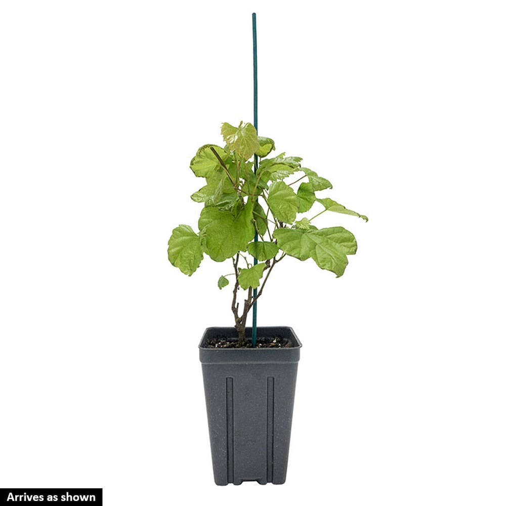 Gurney's Seed and Nursery 92651 Fruit-Plants - View #4