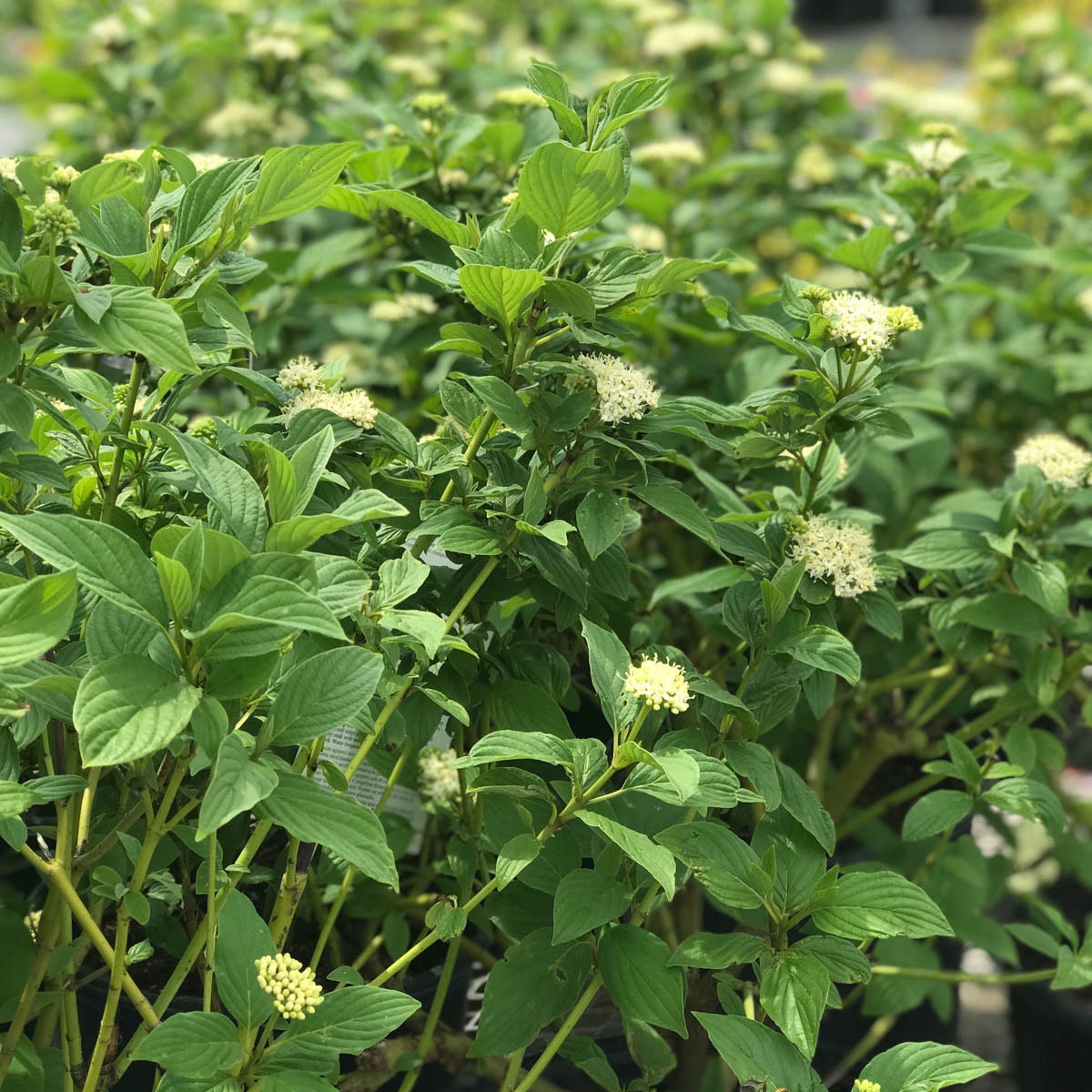 Spring Hill Nurseries 77766 shrubs - View #3