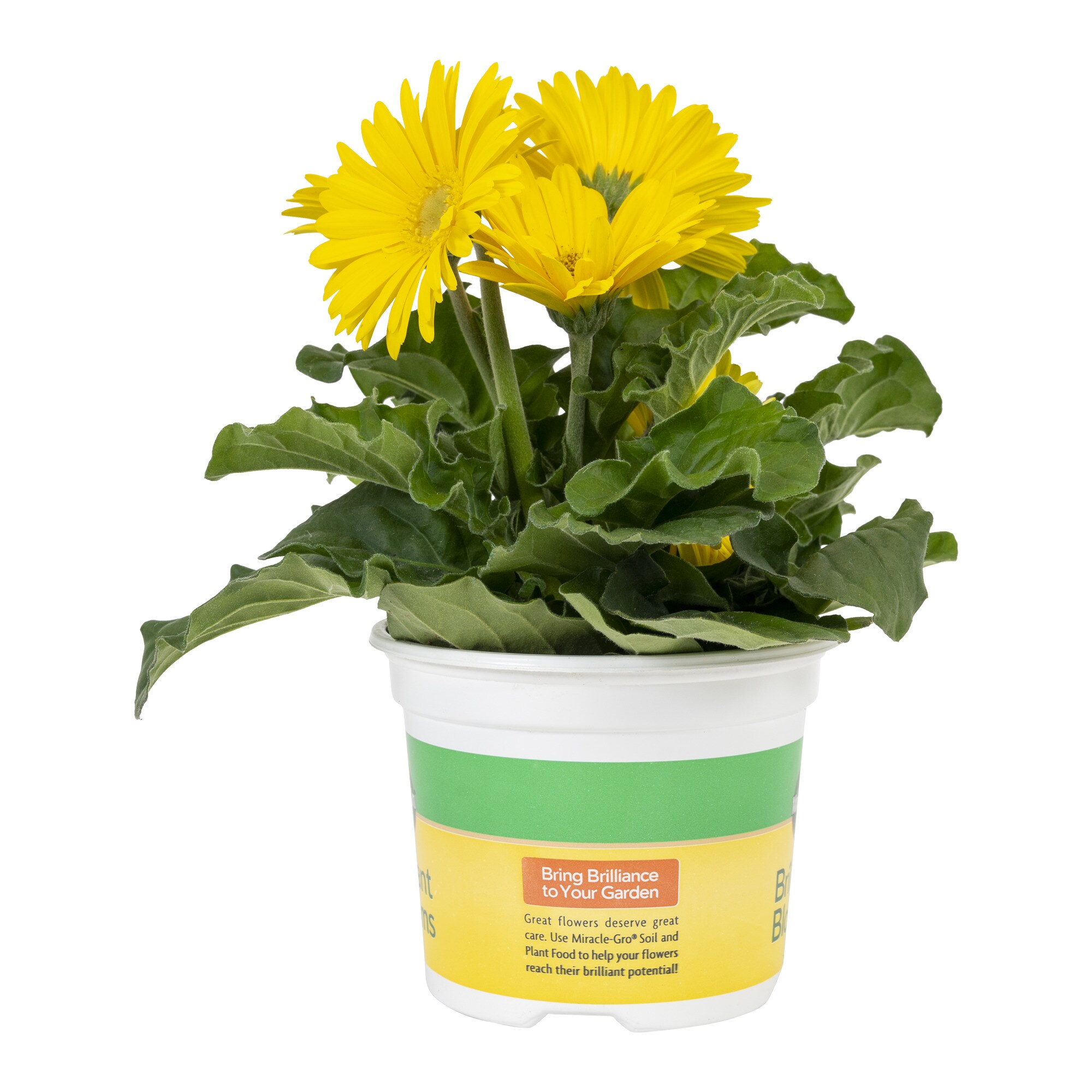 Miracle-Gro 201281 annuals - View #2