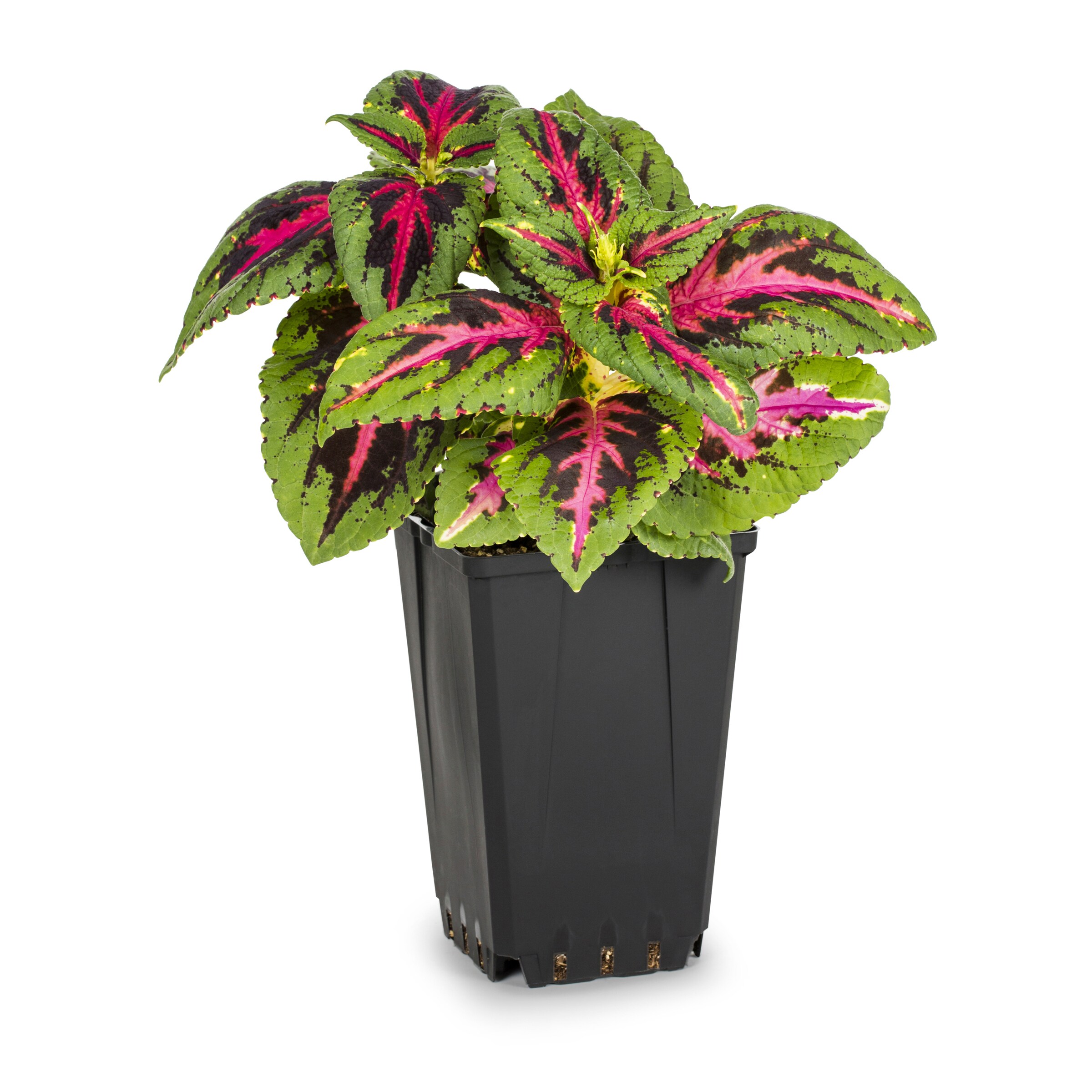 Lowe's NURSERY annuals - View #3