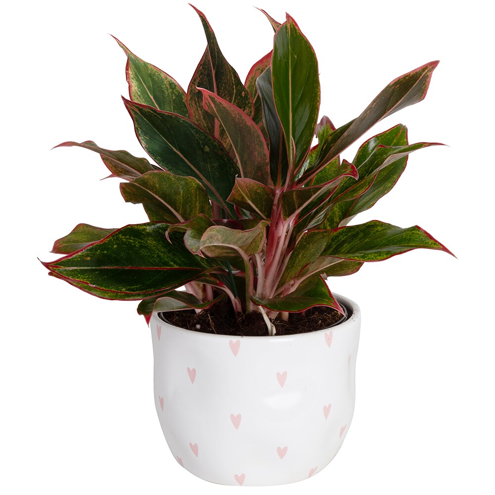 Costa Farms Chinese Evergreen, Aglaonema Plant in 6-in Pot in the House Plants department at Lowes.com