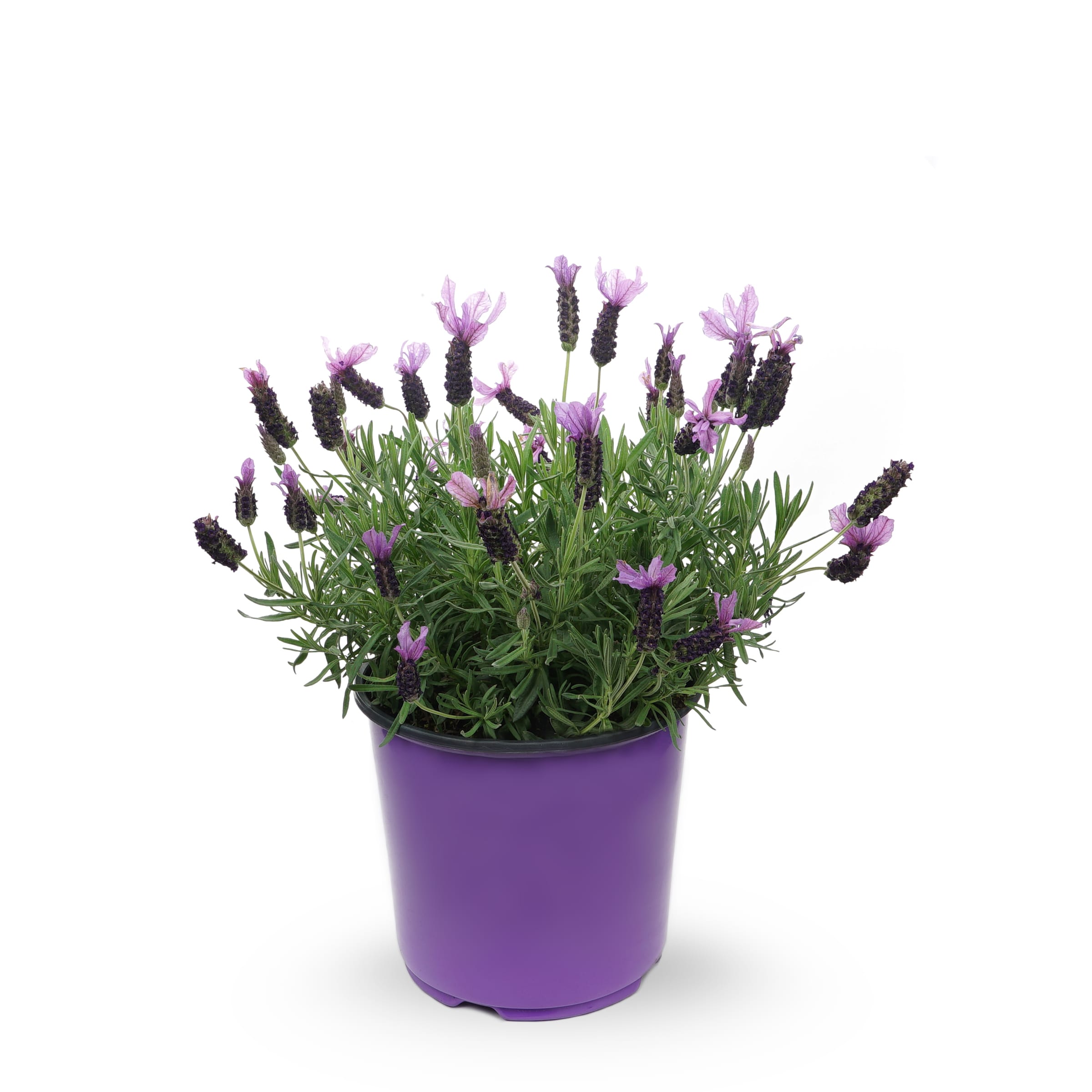 Lowe's Purple Lavender Plant in 1.5-Gallon Pot in the Perennials ...