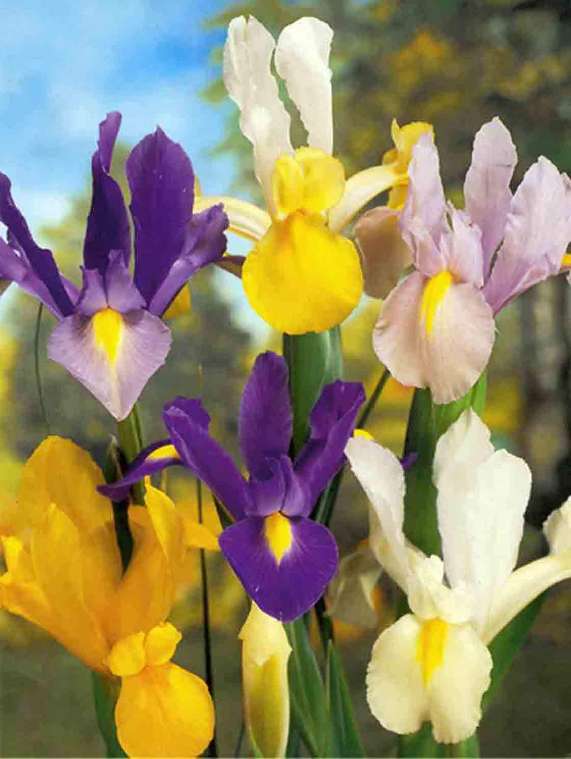  20.23612 Mixed Dutch Iris Bulbs