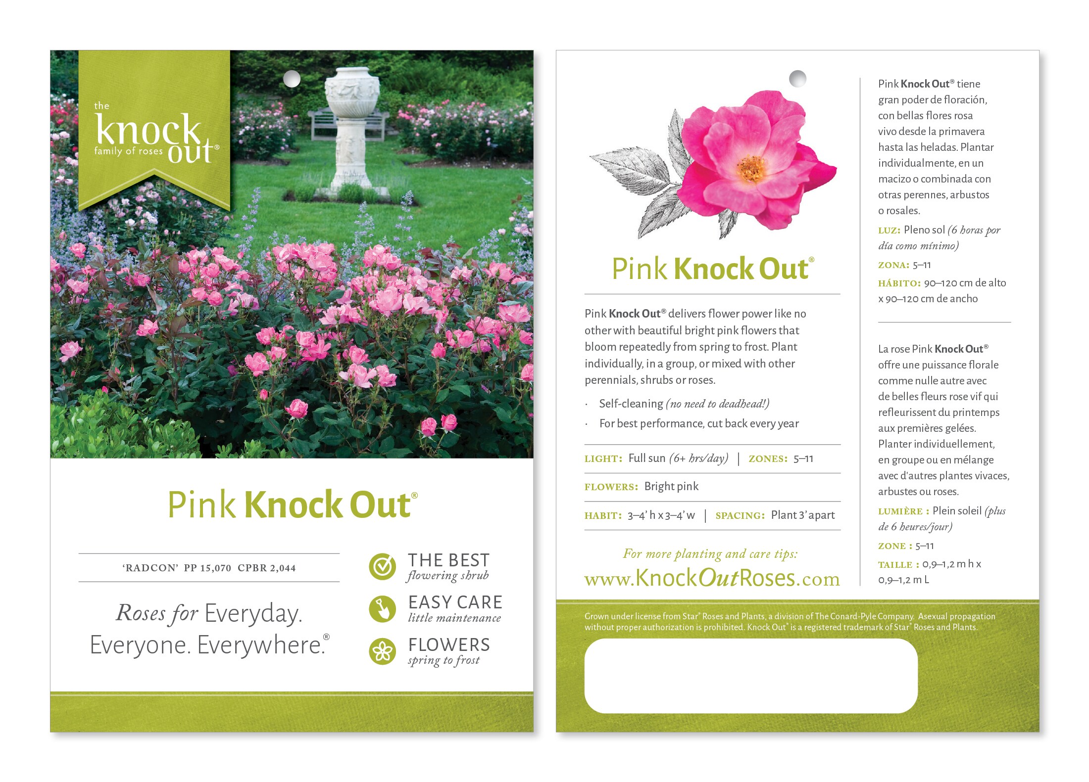 National Plant Network LW1478 roses - View #7