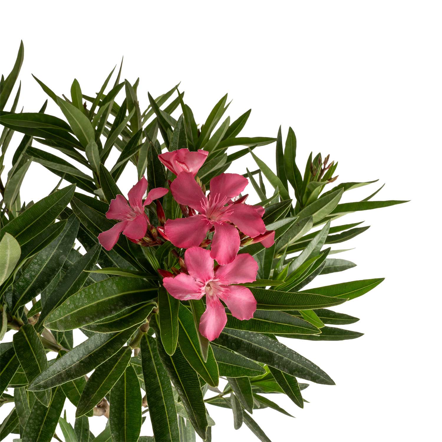 Costa Farms L-OLS-G-POT-01-LW shrubs - View #3
