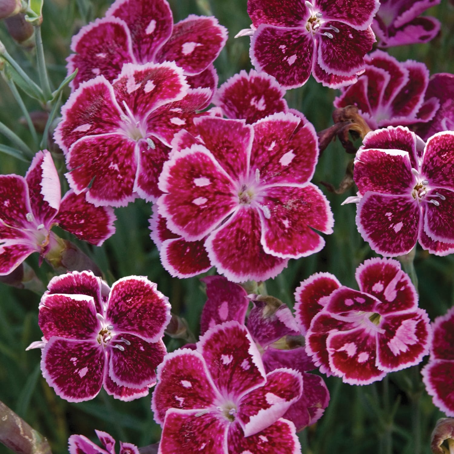 Spring Hill Nurseries 80581 Pink Fire and Ice Dianthus Perennial Plant in 1-Pack Bareroot