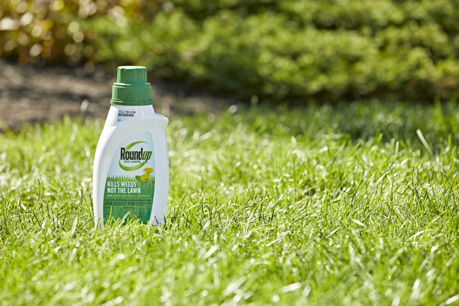 Roundup For Lawns 32-fl Oz Concentrated Lawn Weed Killer In The Weed ...