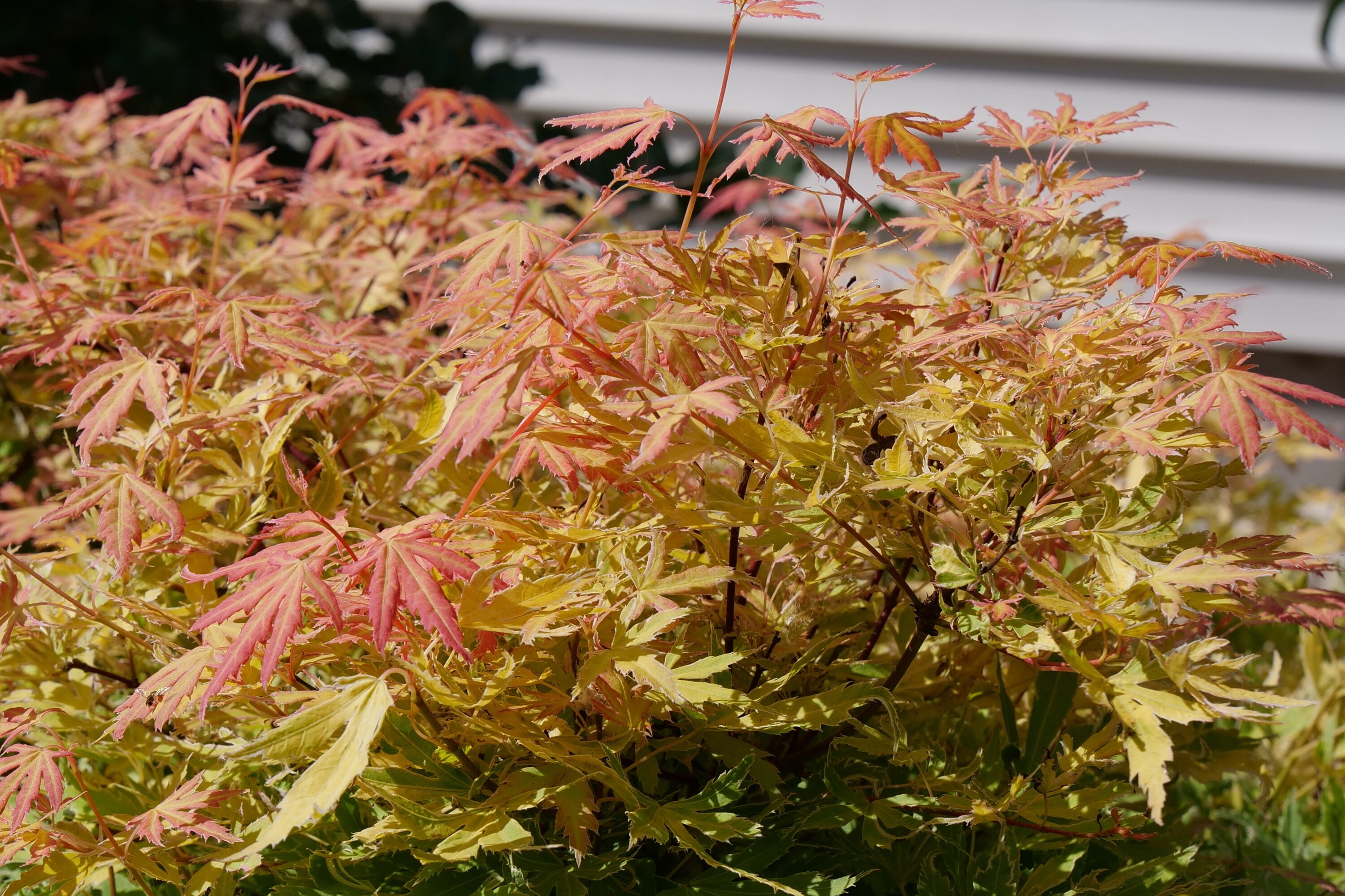 Proven Winners ACEPRC0016101 shrubs - View #2