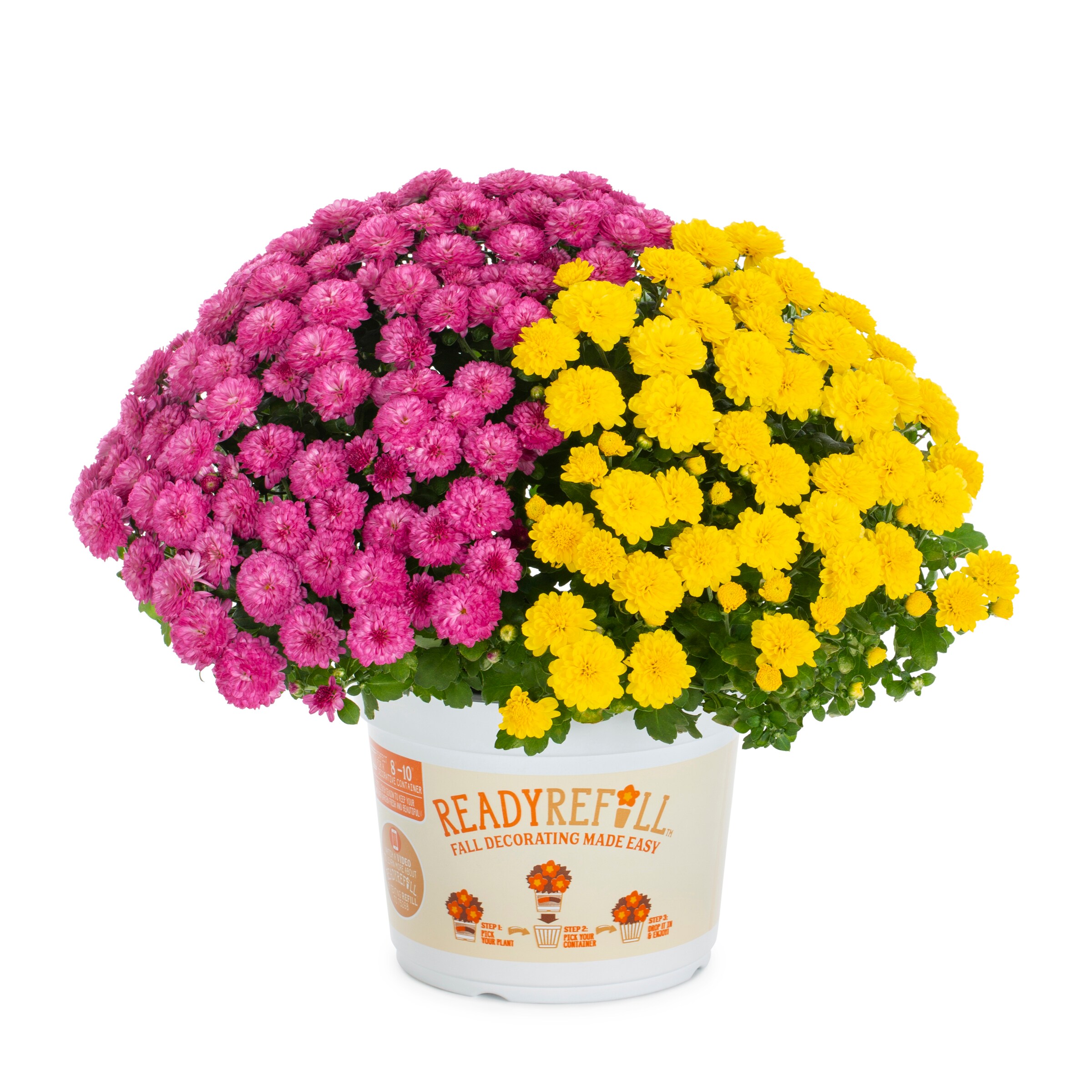Ready Refill 4382 annuals - View #7