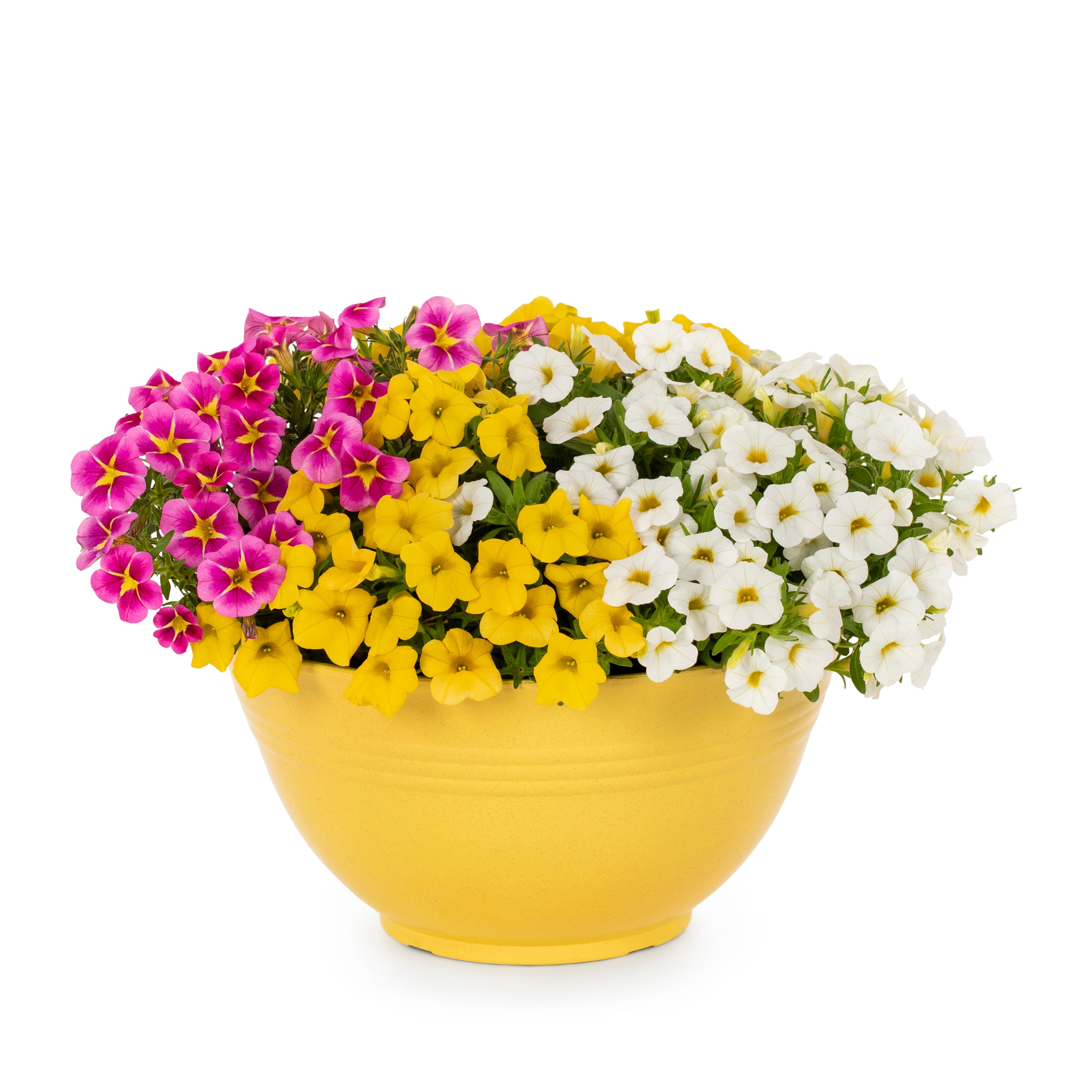Lowe's NURSERY Multicolor Calibrachoa in 1.00 Gallon(s) Planter 4.01 -Pack