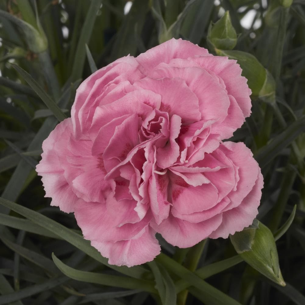 Lowe's 418241 perennials - View #4