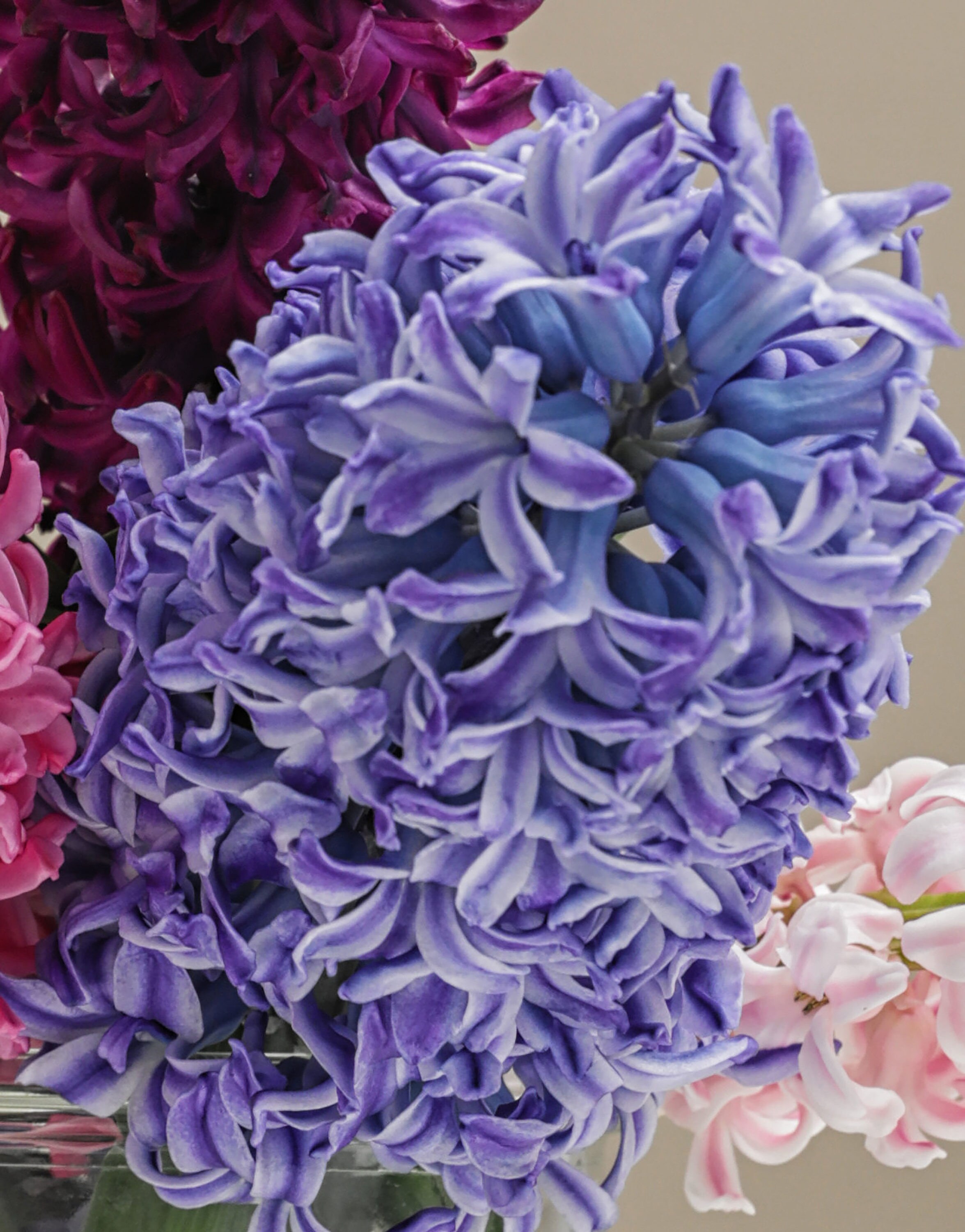  1739 annuals - View #3