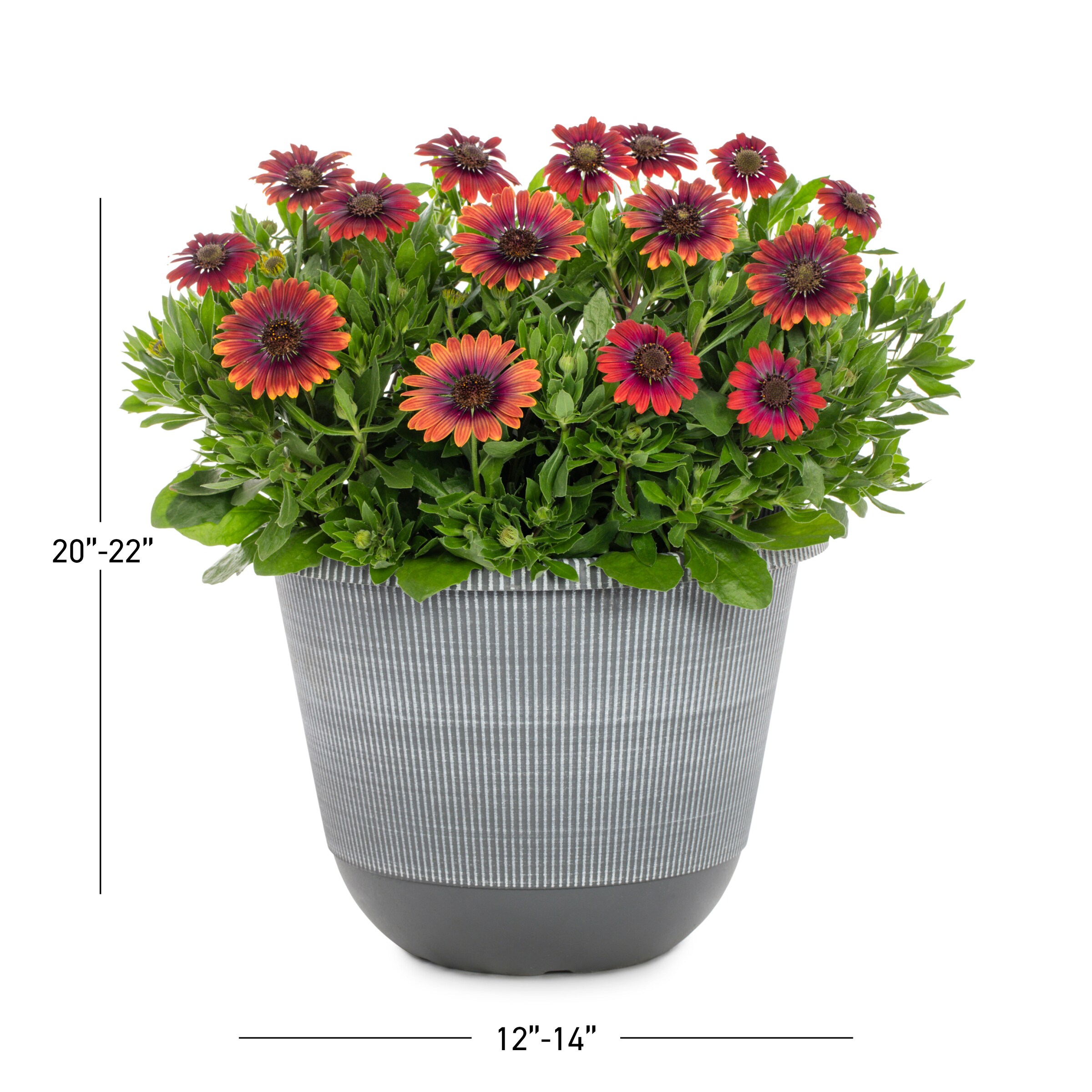 Lowe's 2.50GLPETPL annuals - View #7