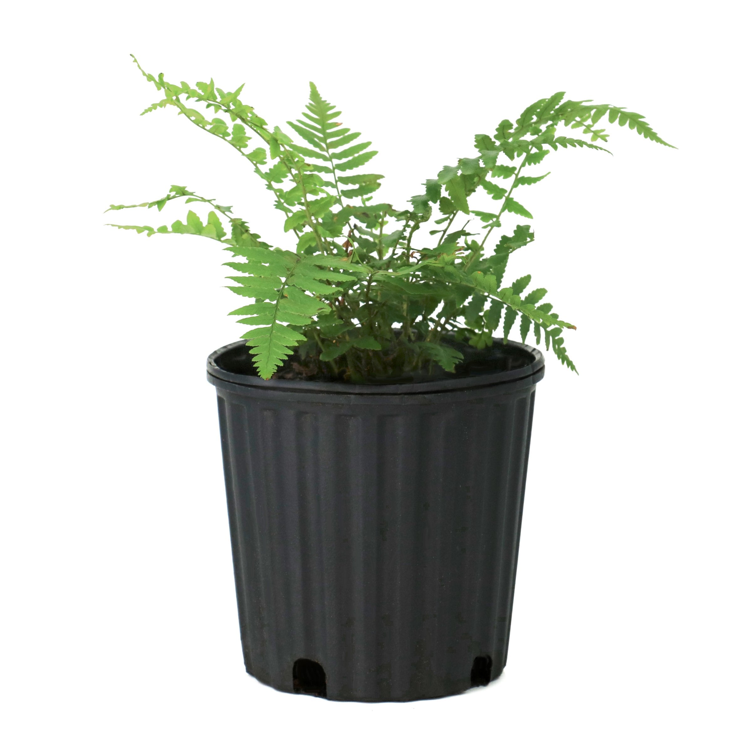 National Plant Network 1 gal. Southern Shield Fern in the Perennials ...