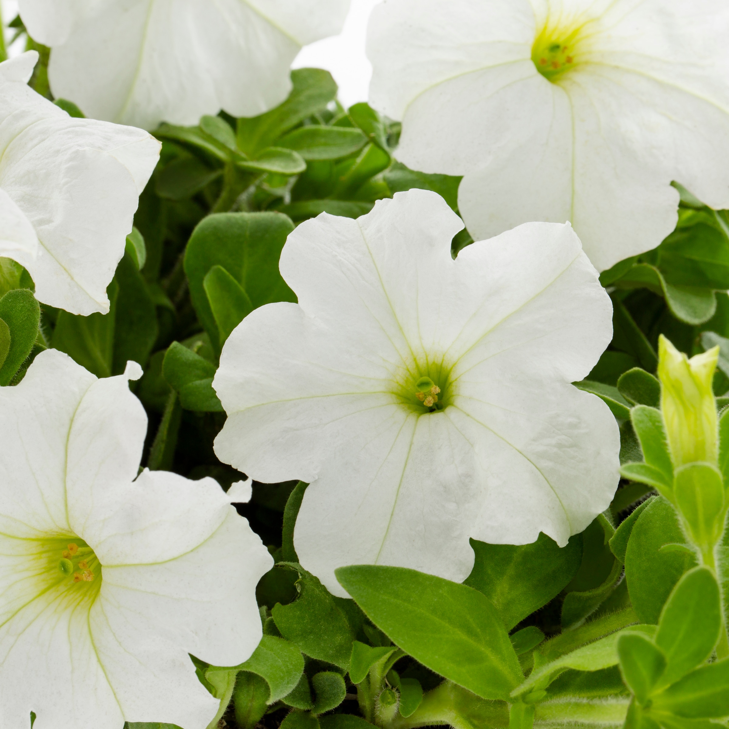 Lowe's 112675 annuals - View #2