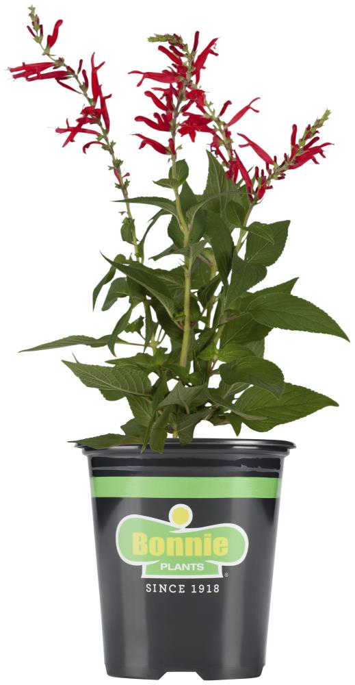 Bonnie Plants 5101 
