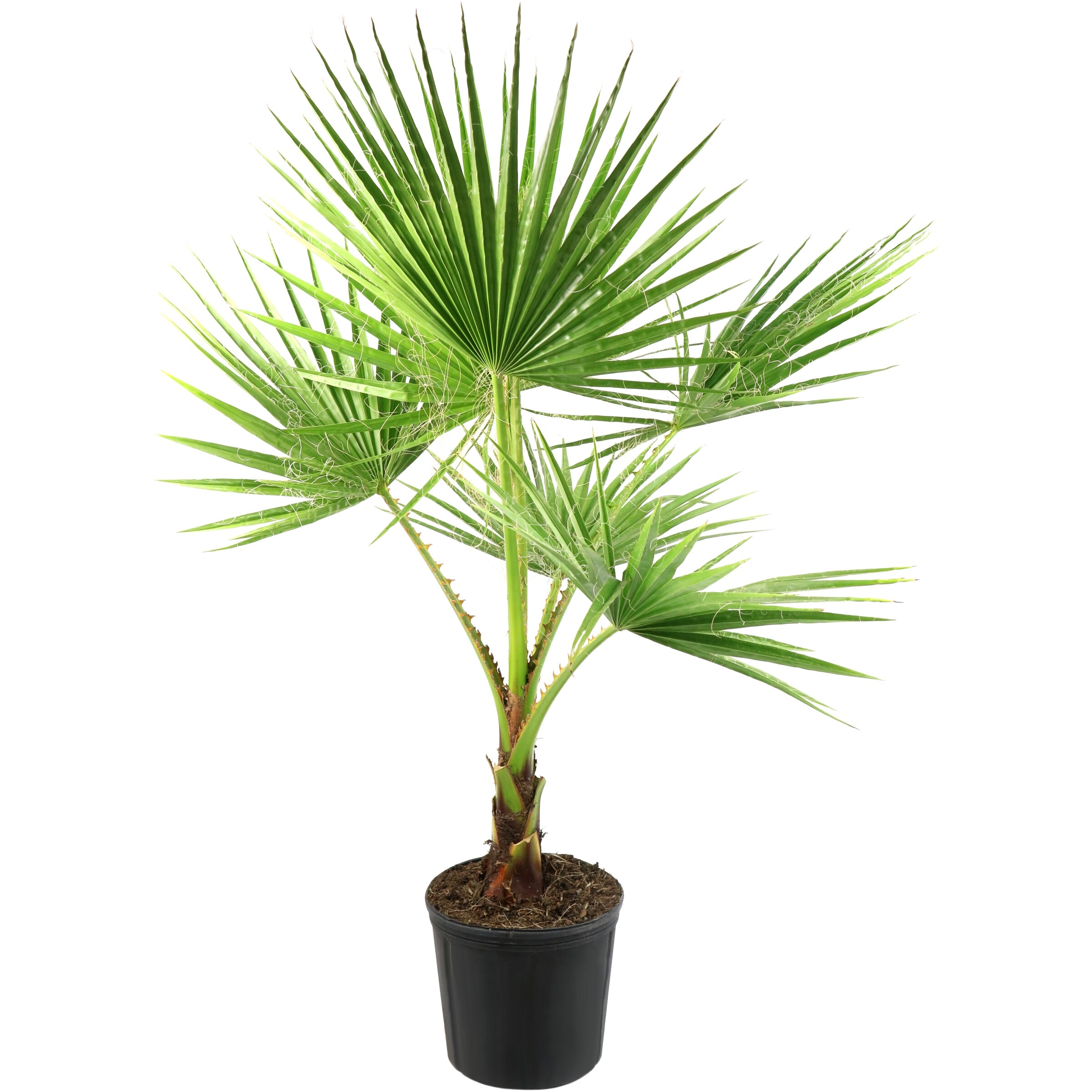National Plant Network LW7472 trees - View #3