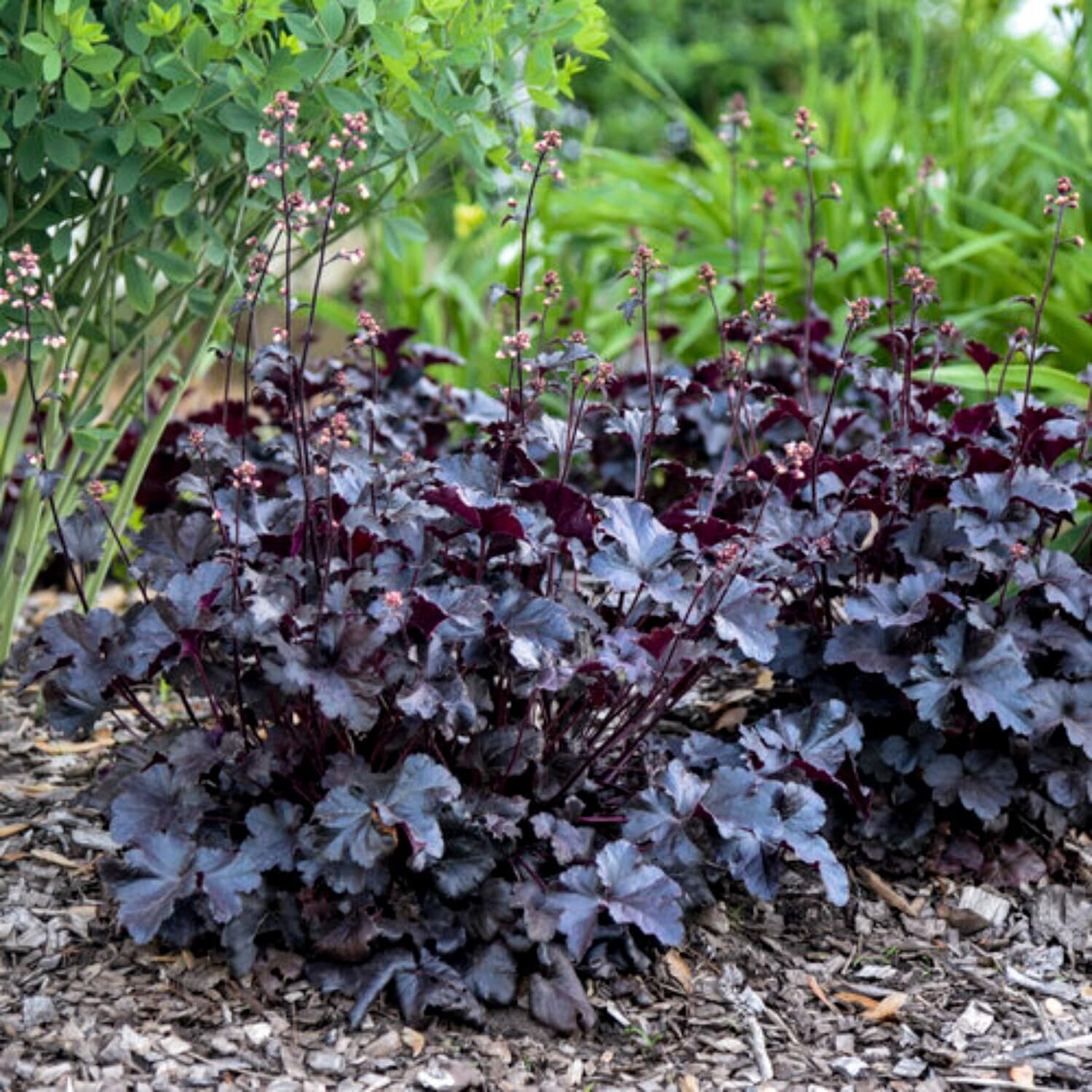 Lowe's 5259510 Pink Coral Bells Plant in 2-Quart Pot