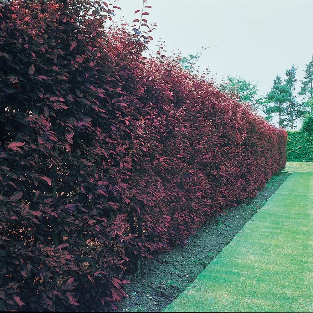 Flowering Purple Leaf Sand Cherry Shrubs at