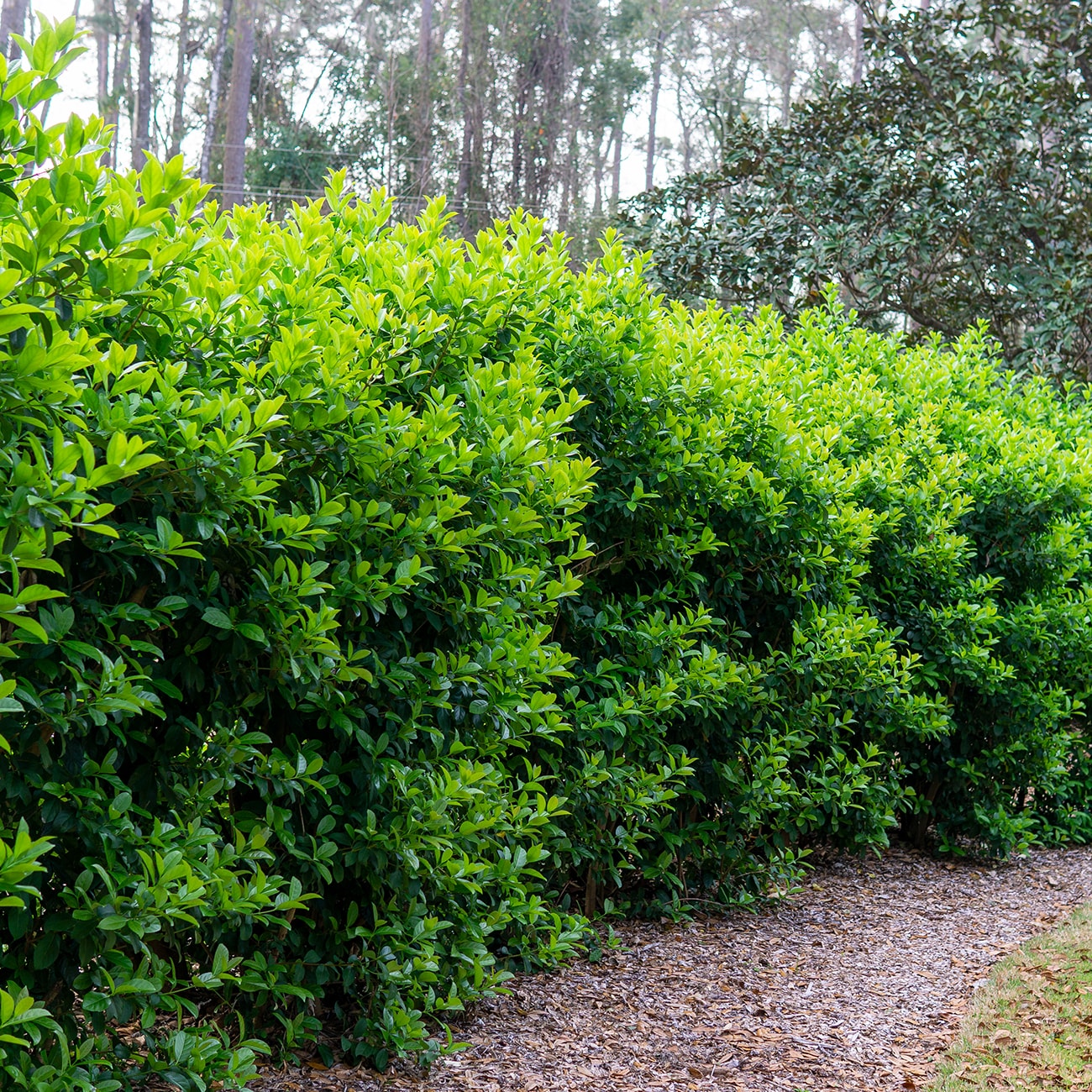 Perfect Plants White Sweet Viburnum Screening Shrub in 3-Gallon (s) Pot ...