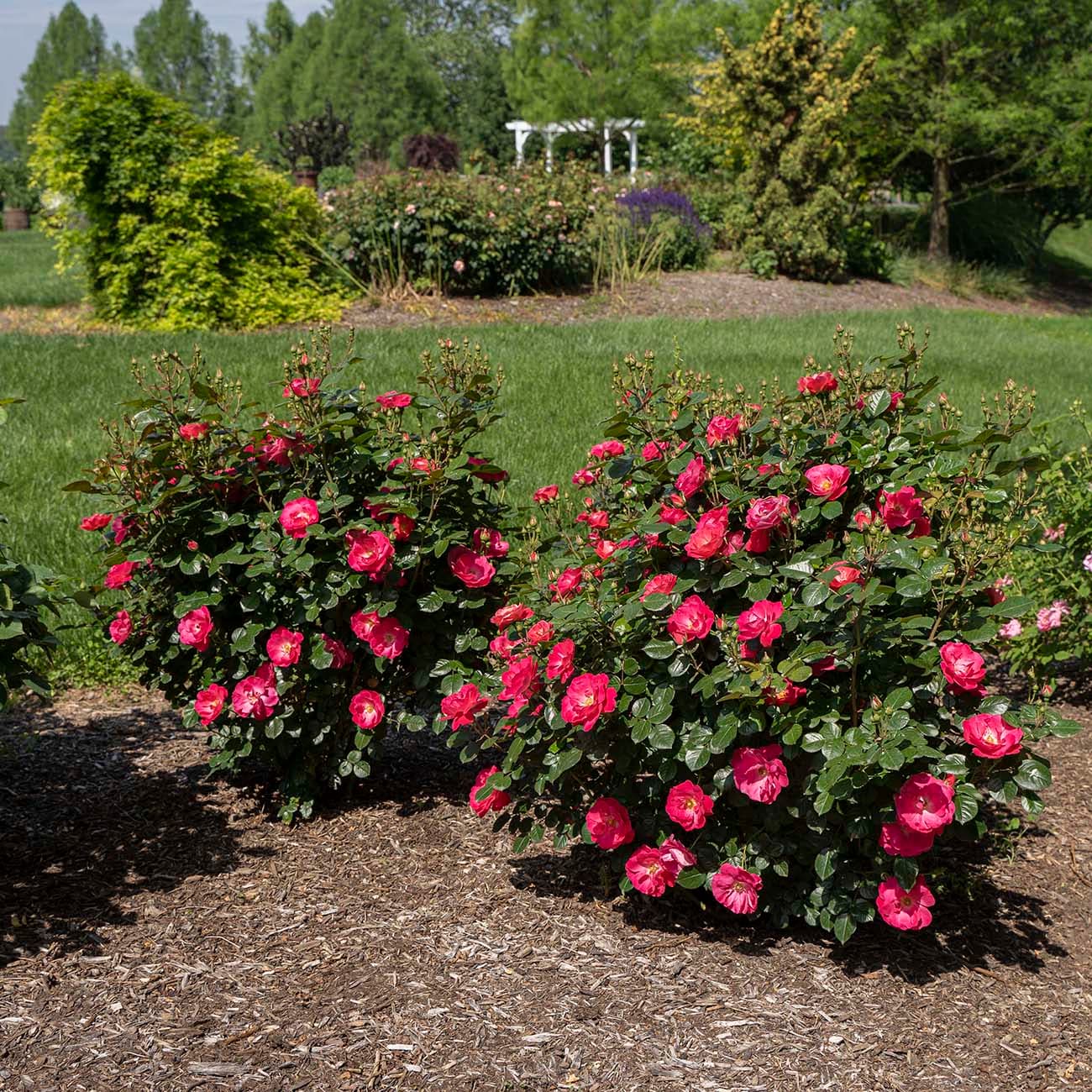 Van Zyverden Pink Rose 2-quart In Pot In The Roses Department At Lowes.com