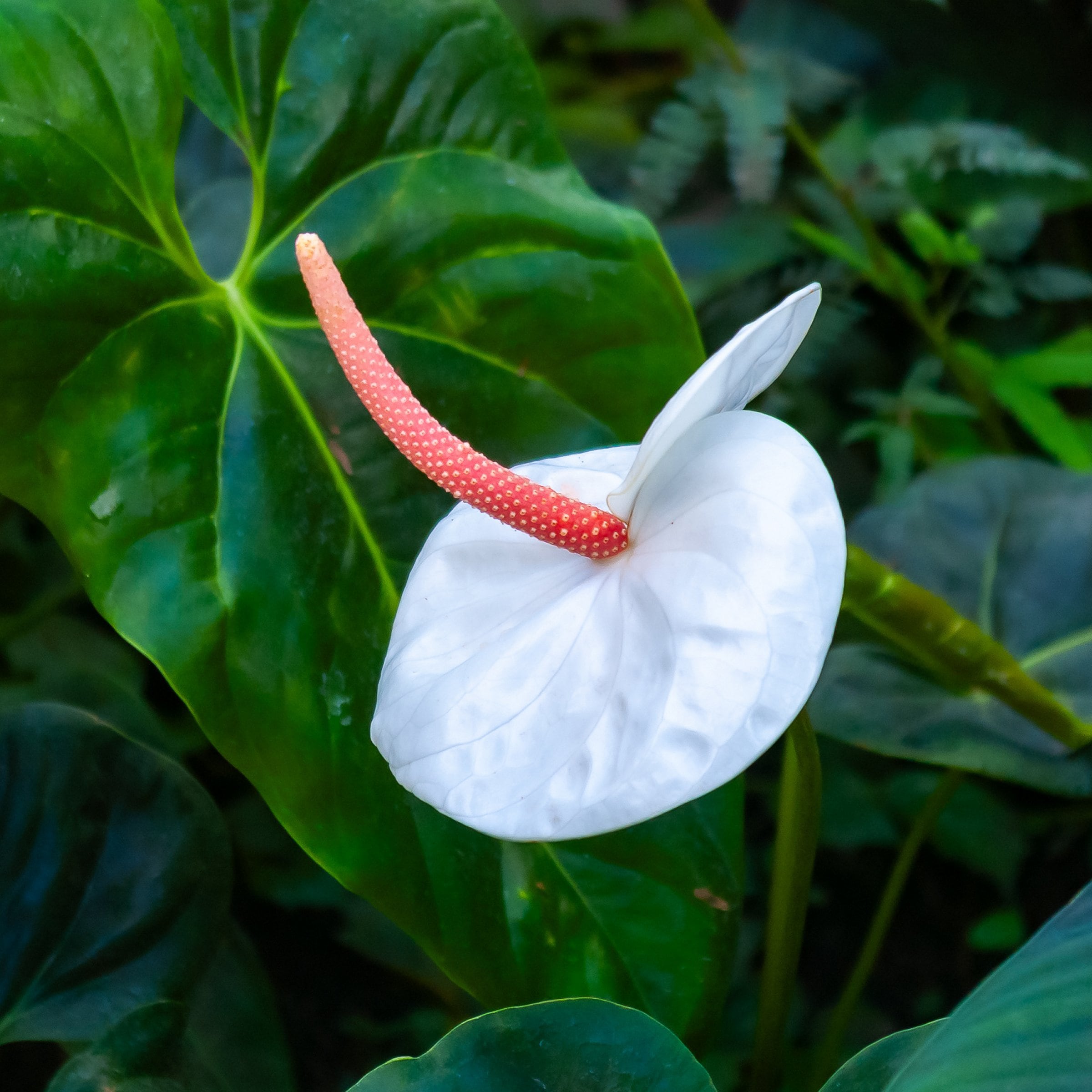 National Plant Network White Anthurium White Heart House plant in 6  Inch(es) Pot 1 -Pack in the House Plants department at Lowes.com