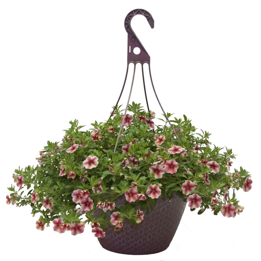 Lowe's Multicolor Calibrachoa in 2-Gallon Hanging Basket in the Annuals ...