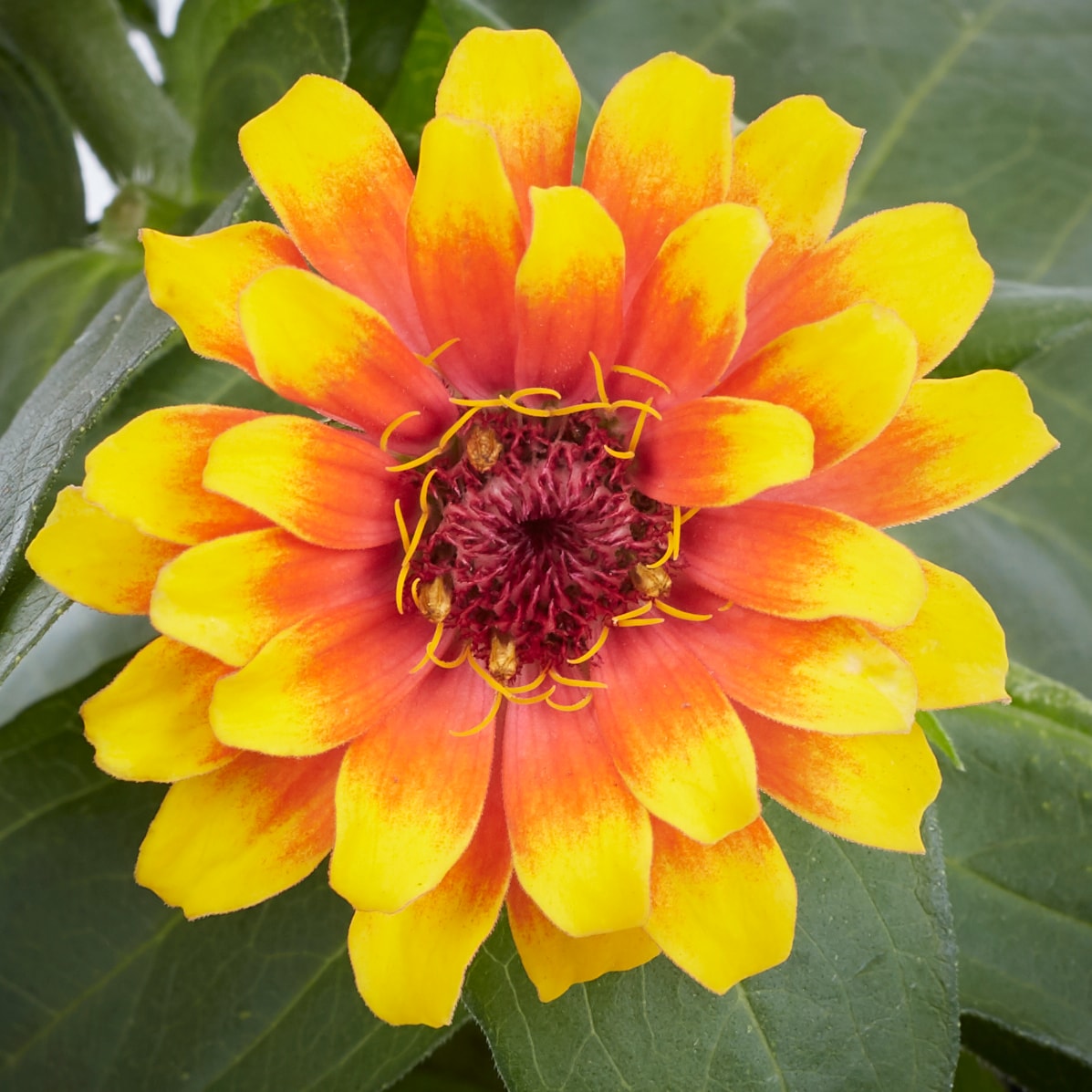 Monrovia NURSERY annuals - View #2
