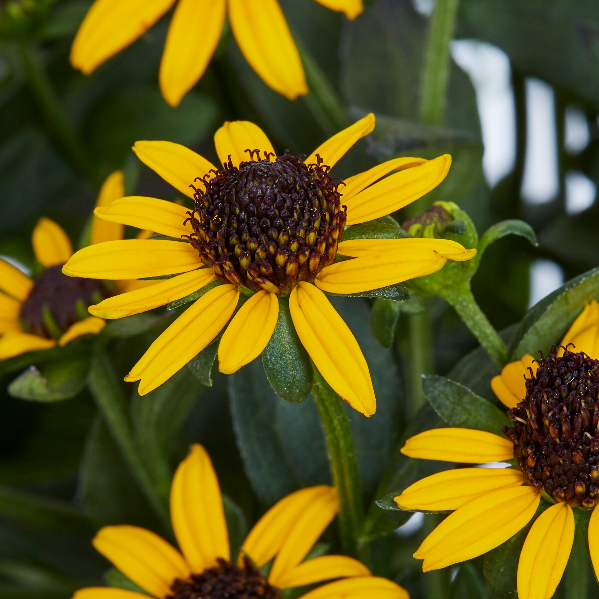 Monrovia Multicolor Flower in 1-Gallon Pot in the Perennials department at