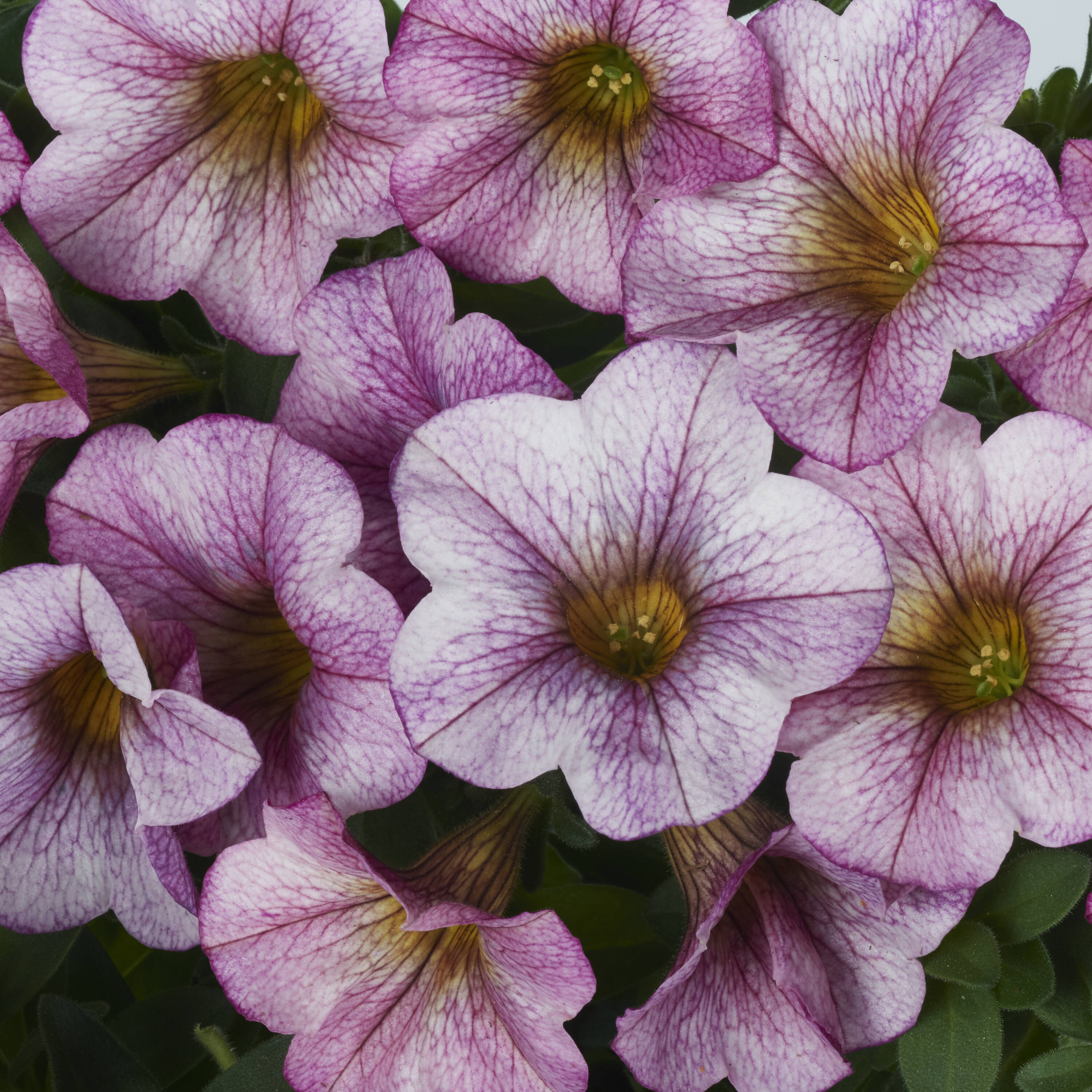 Monrovia 189299 annuals - View #2