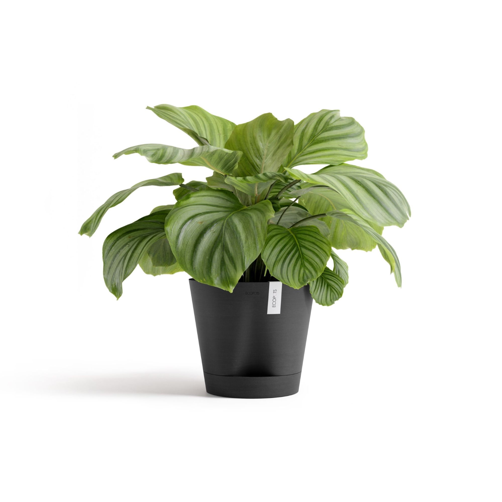 ECOPOTS 5413724329503 Planter-Window-Box - View #3