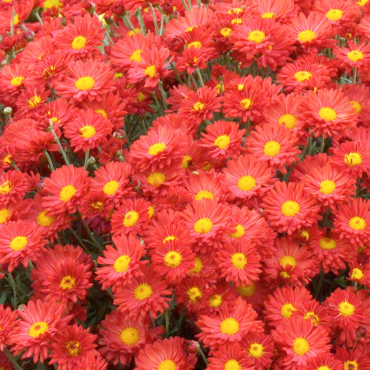 Spring Hill Nurseries 80174 perennials - View #2