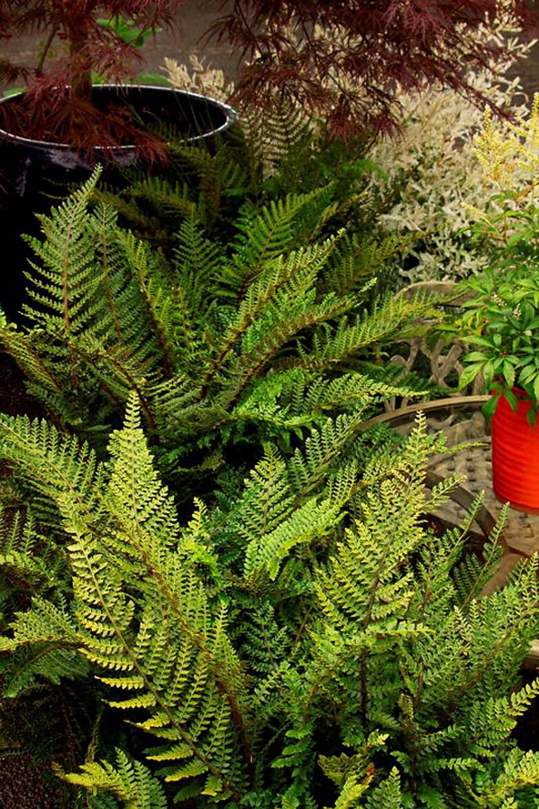 Tassel Fern Insignificant Plants, Bulbs & Seeds at Lowes.com