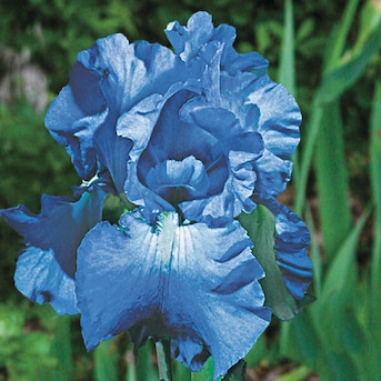 Breck's Blue Victoria Falls Reblooming Iris Perennial Plant in 1-Pack  Bareroot in the Perennials department at