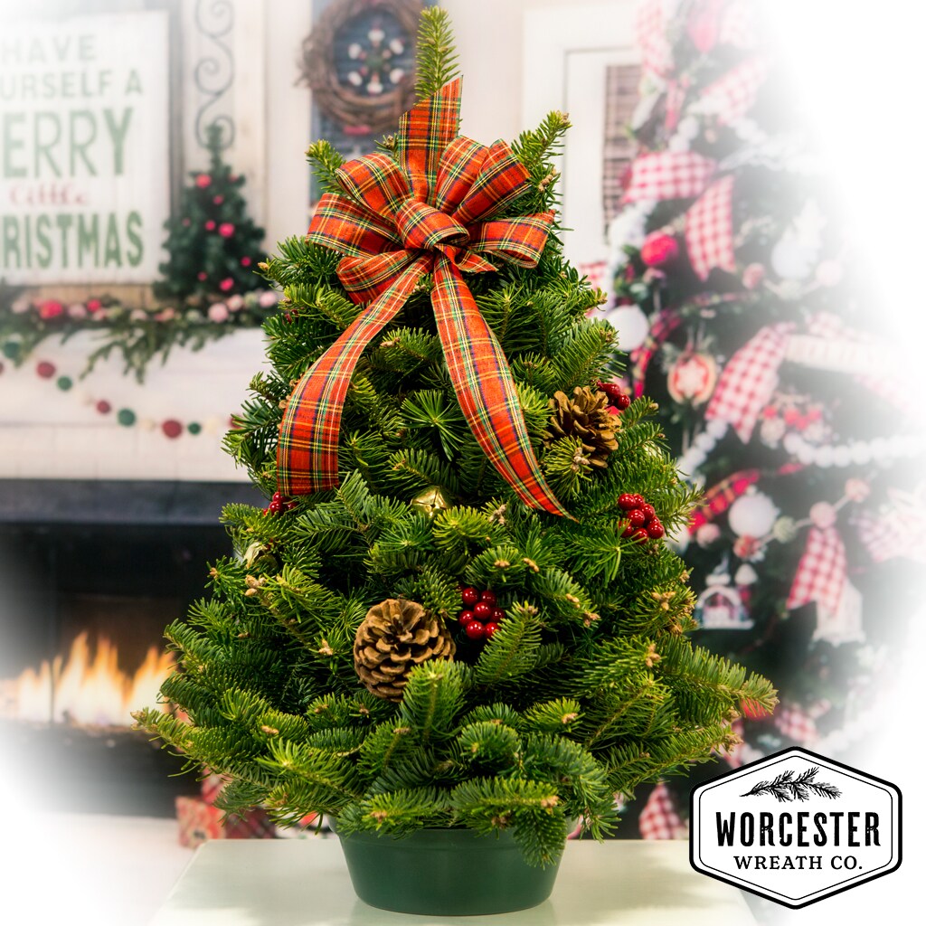 Worcester Wreath 18HIGHLAND-TREE Fresh-Cut-Christmas-Decorations - View #2