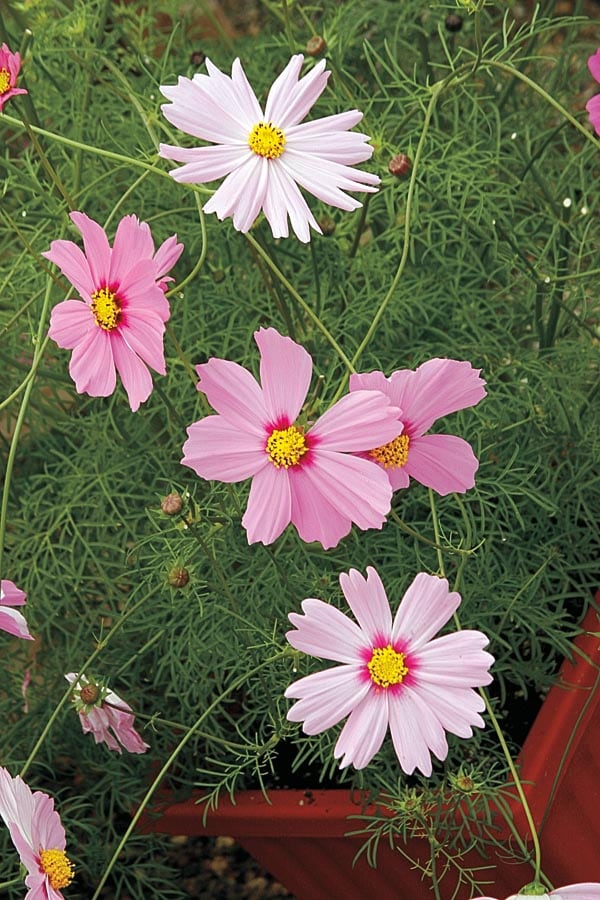 Ferry-Morse Pink Sensation Picotee Cosmos in at Lowes.com
